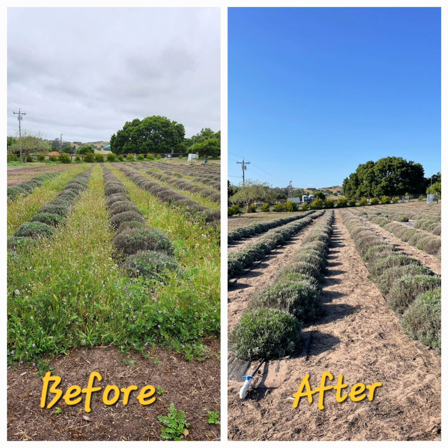 Are you curious what the lavender field looks like at the end of a very wet winter? Way too many weeds for 2 sheep🐑🐑 Here is the before &amp; after weeding the field. I feel so much better now that the weeds are gone. #lavenderfarming #lavenderfiel