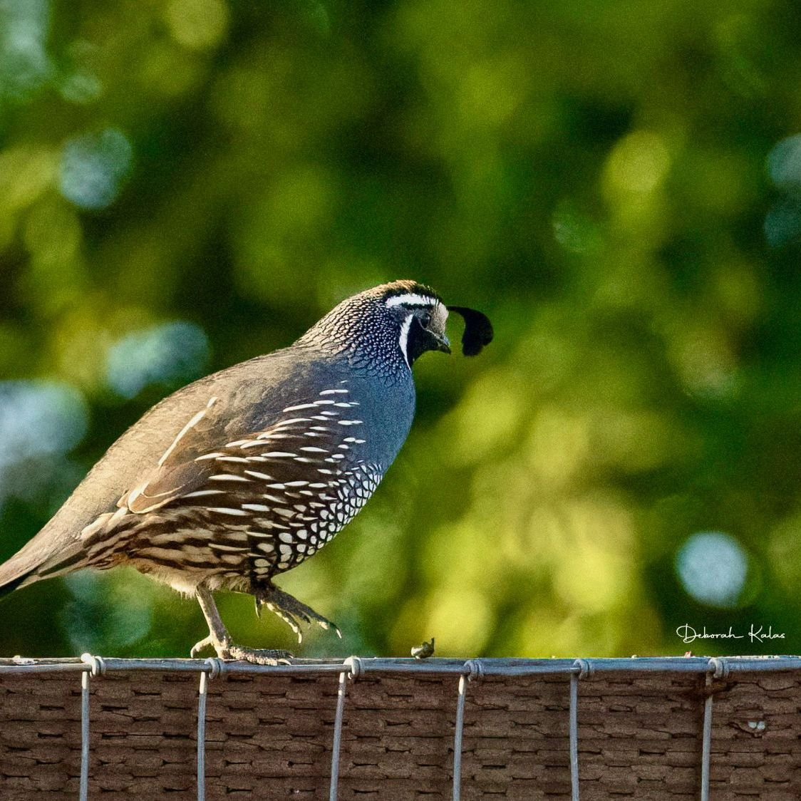 It's springtime and we have lots of bird activity here at the farm. I love the detail on this #quail photographed by @dkalas_art 
The farm will be OPEN Friday and Sunday. We are closed on Saturday, May 4th.
#californiacentralcoast #lavenderfarm #bird
