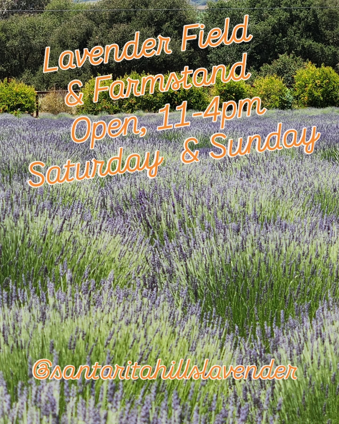 💜 The fields are blooming, and the farmstand is open! 🌿✨

Come wander through rows of fragrant lavender, soak in the views, and shop our farm-crafted goods &mdash; from essential oils and lotions to culinary treats and seasonal bundles. 🌸

📍 Stop
