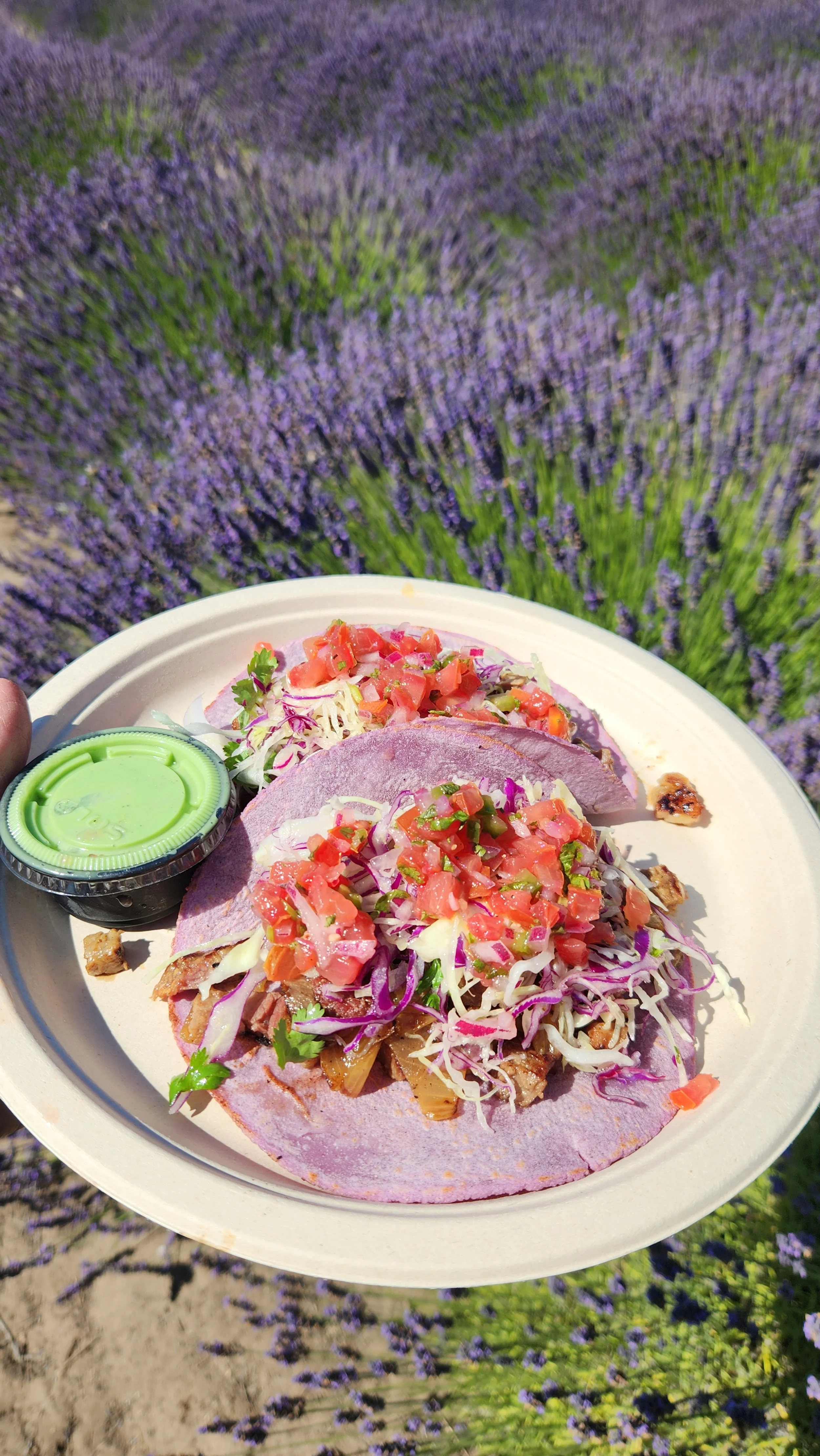 A lavender Taco plate at Santa Rita Hills Lavender Farm, located minutes away from the Buellton and Solvang are in Santa Barbara County on the California Central Coast