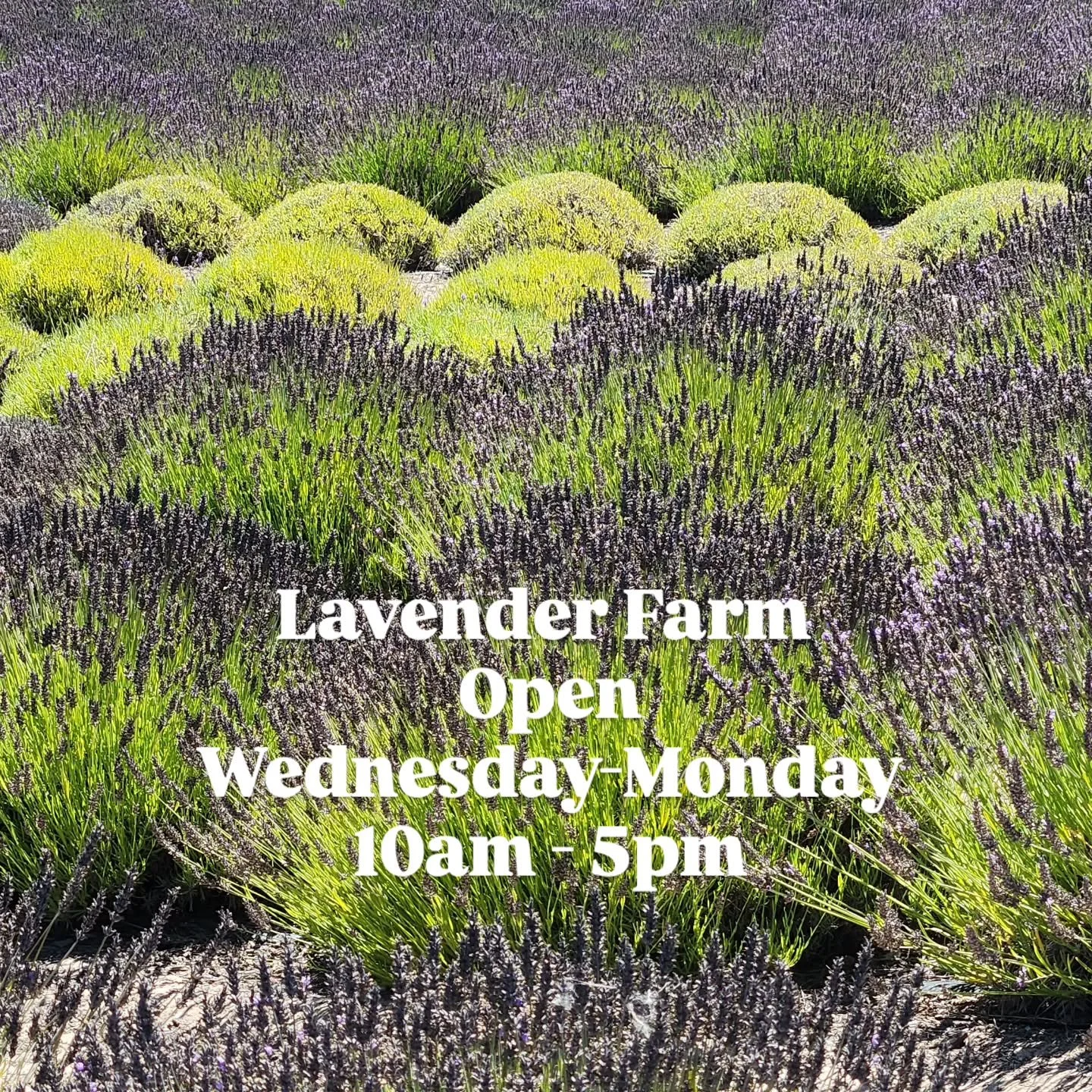 Stop by and smell the fragrance of the lavender! 
The farm is open Wednesday-Monday, 11am - 5pm until Labor Day.
#lavenderlover #SantaRitaHillsLavender #santabarbaracounty