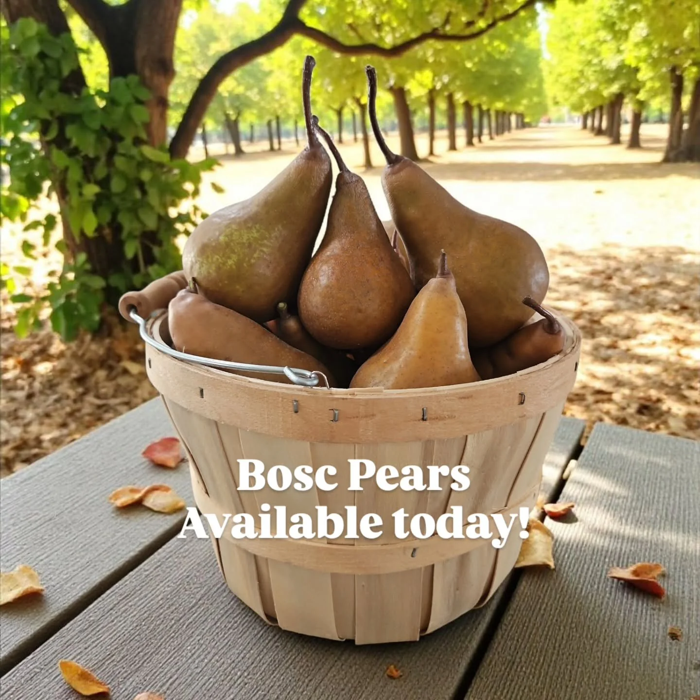 Fall is here, and farm fresh crisp &amp; delicious Bosc pears are available at the farmstand. We are open 11am-4pm, Saturday &amp; Sunday. 
#fallvibes #pears #santaritahillslavender #Farmstand