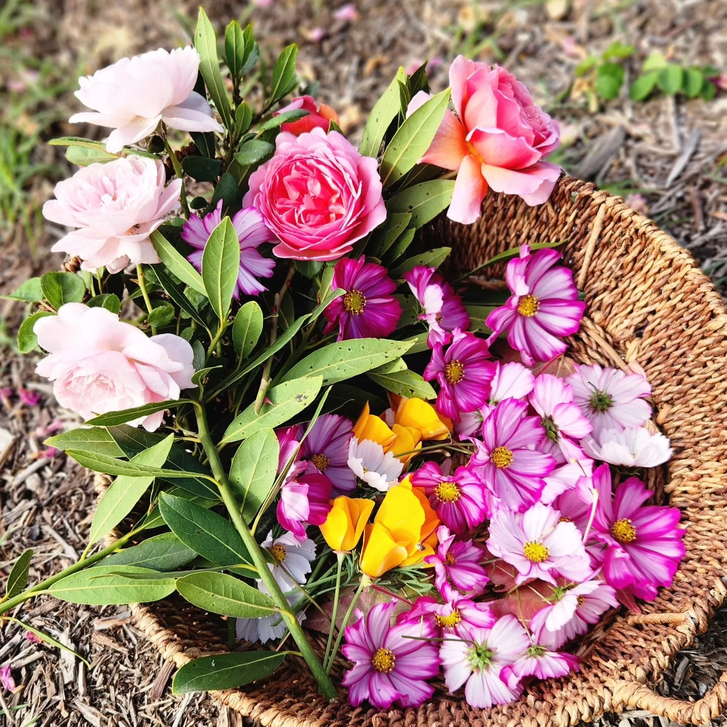 Spent some time in the field harvesting flowers to press and dehydrate for future projects.