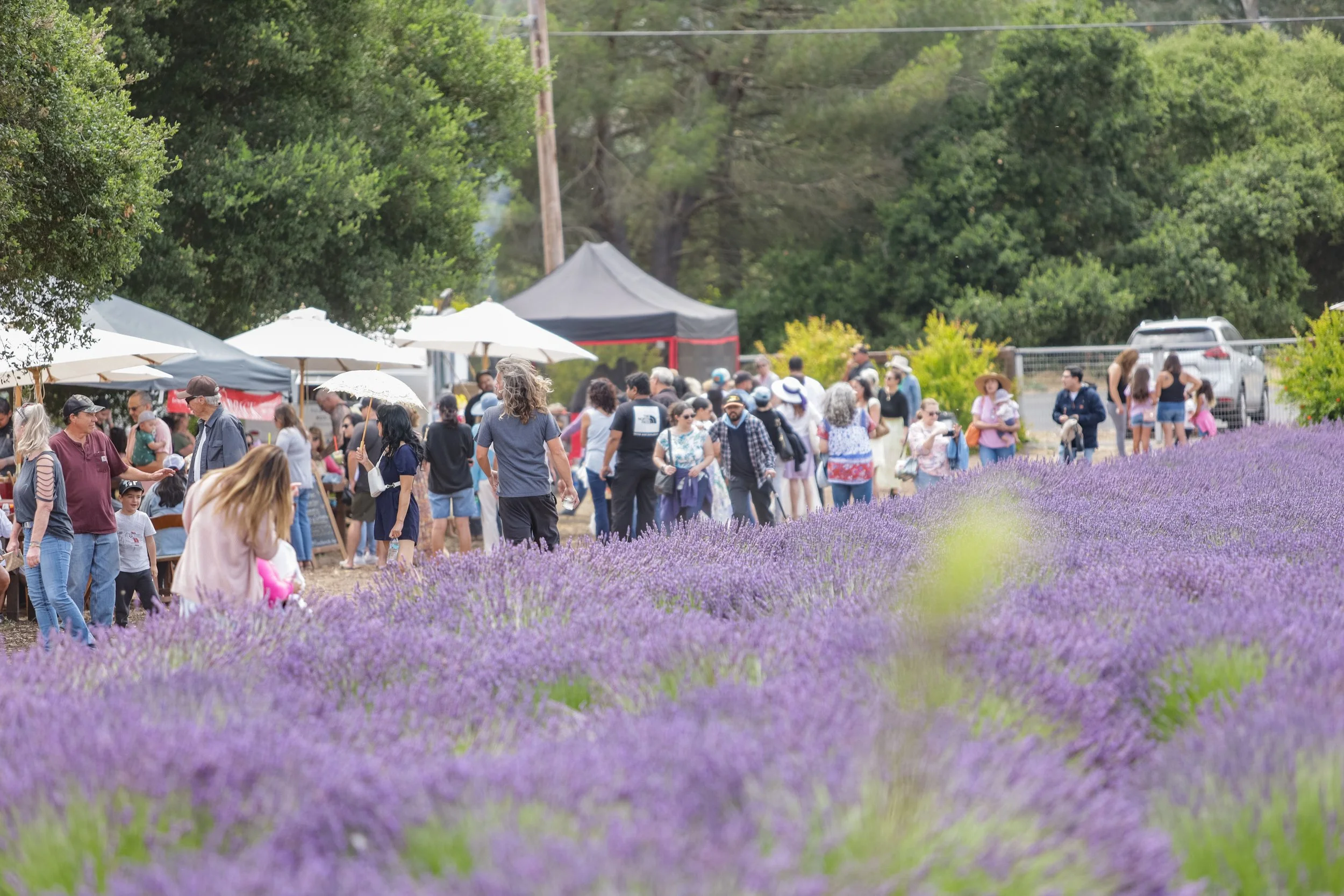 The Santa Rita Hills Lavender Farm during the Lavender Festivallocated minutes away from the Buellton and Solvang area