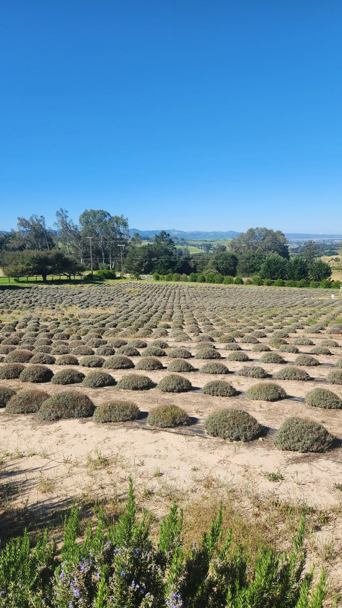 Essential oil Lavender field fully cleaned up at Santa Rita Hills Lavender Farm, located minutes away from the Buellton and Solvang area in Northern Sata Barbara County on the Central Coast of California
