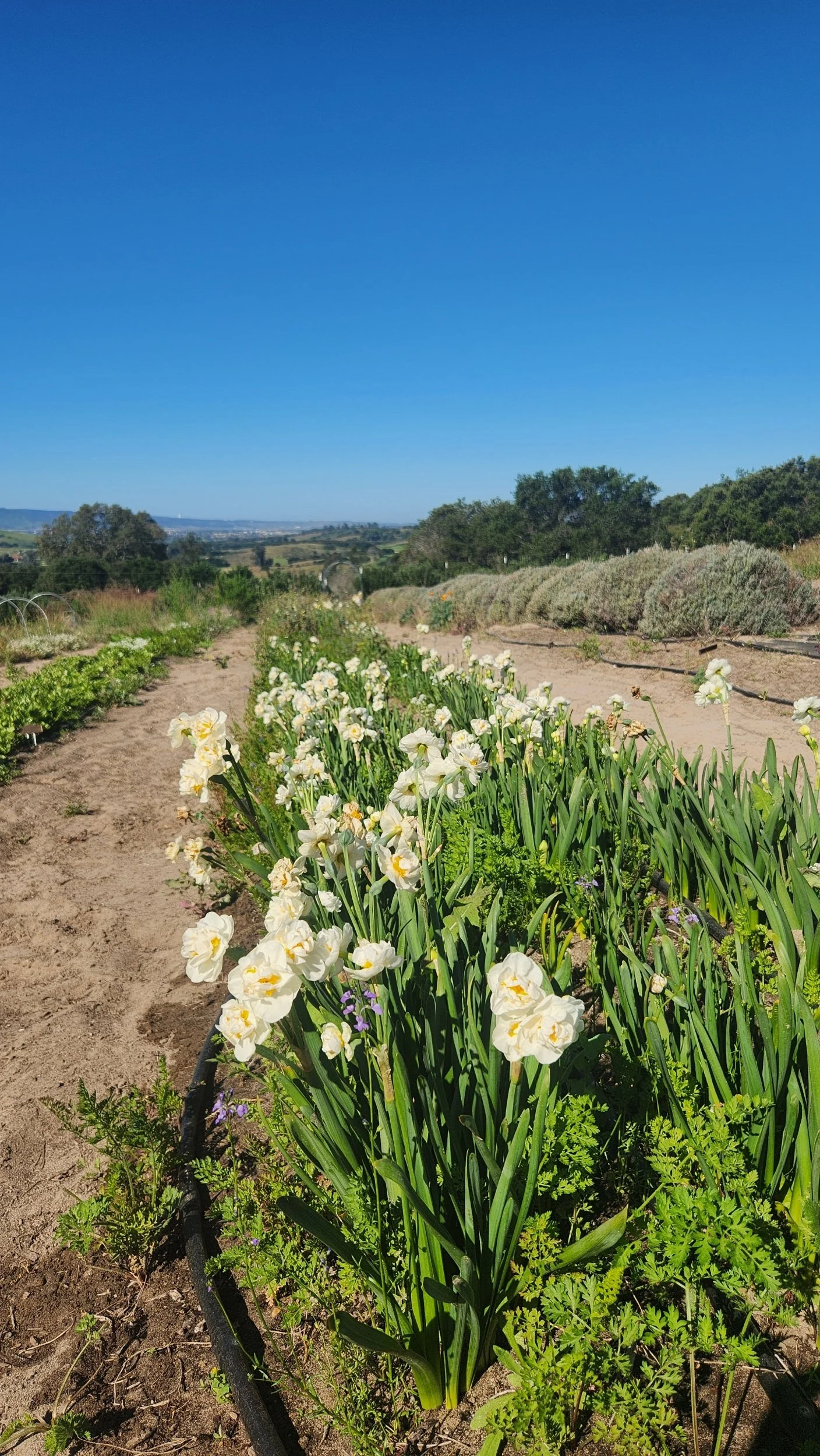 Some of the Daffodils Blooming at Santa Rita HIlls Lavender Farm, located minutes away from the Buellton and Solvang Area in Northern Santa Barbara County on the Central Coast of California