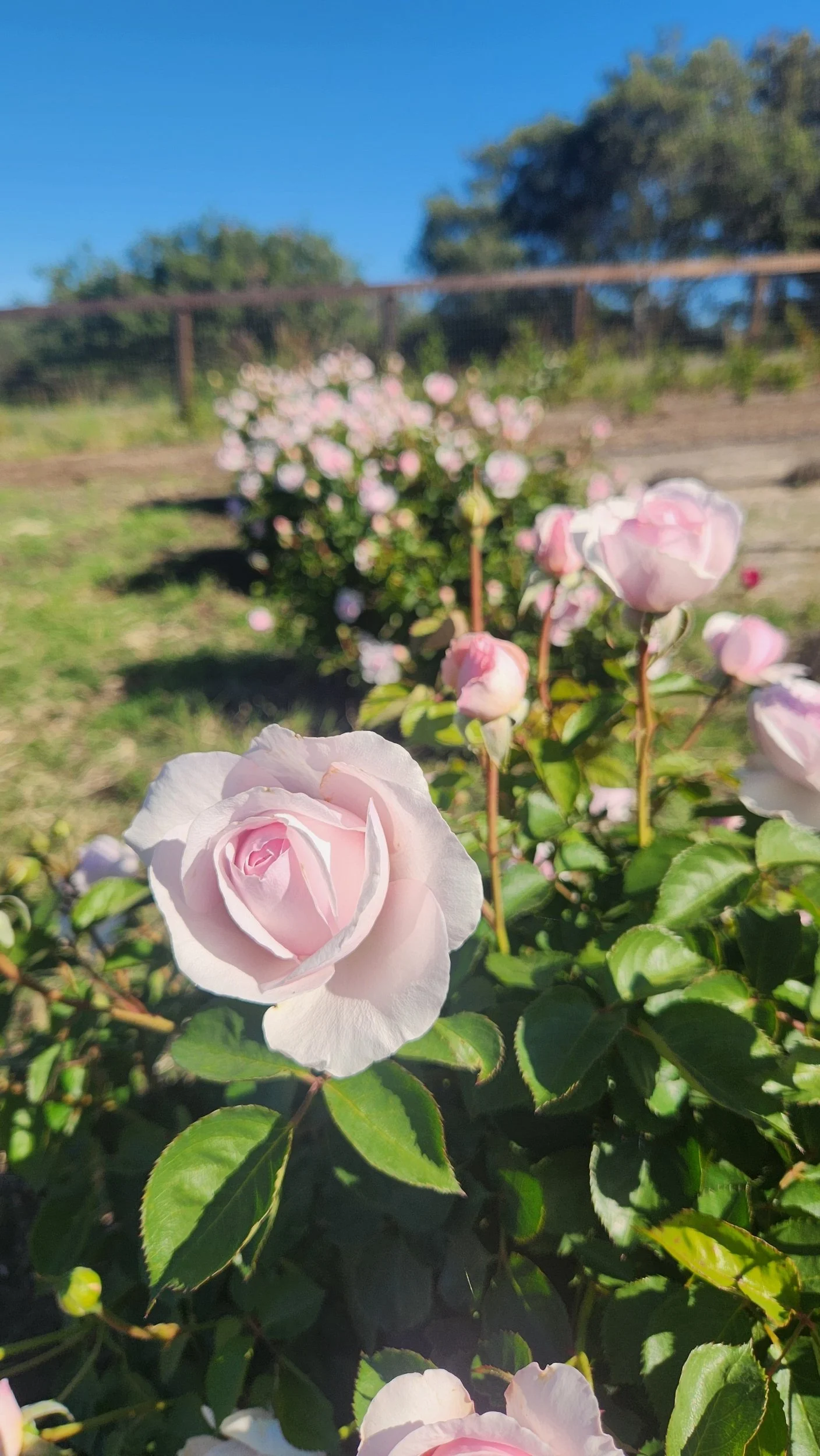 Some of the Perfume Roses  Blooming at Santa Rita HIlls Lavender Farm, located minutes away from the Buellton and Solvang Area in Northern Santa Barbara County on the Central Coast of California