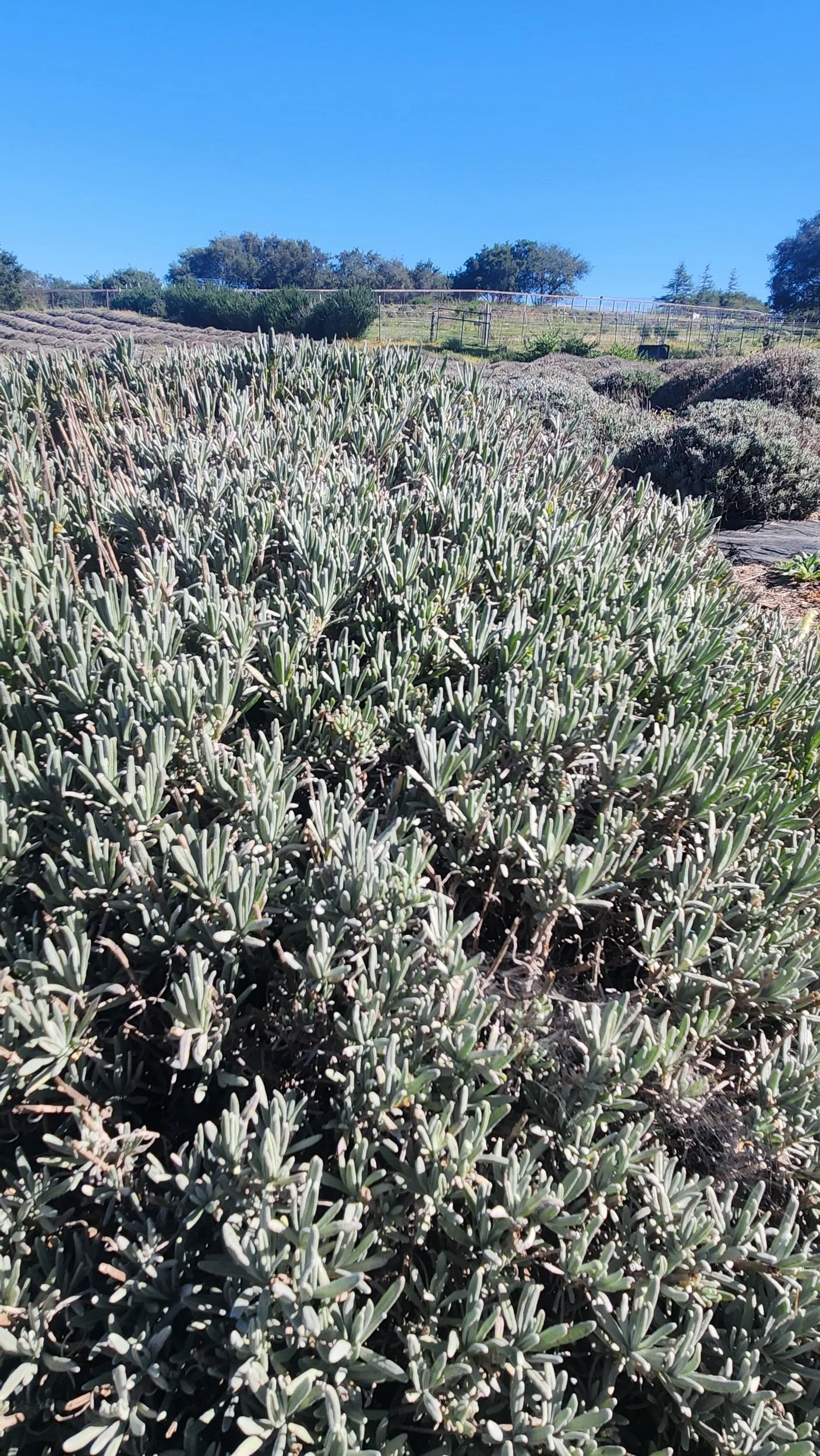 A close up of an essential oil lavender plant beginning to grow at Santa Rita Hills Lavender Farm, located minutes away from the Buellton and Solvang area in Northern Santa Barbara County on  the Central Coast of California