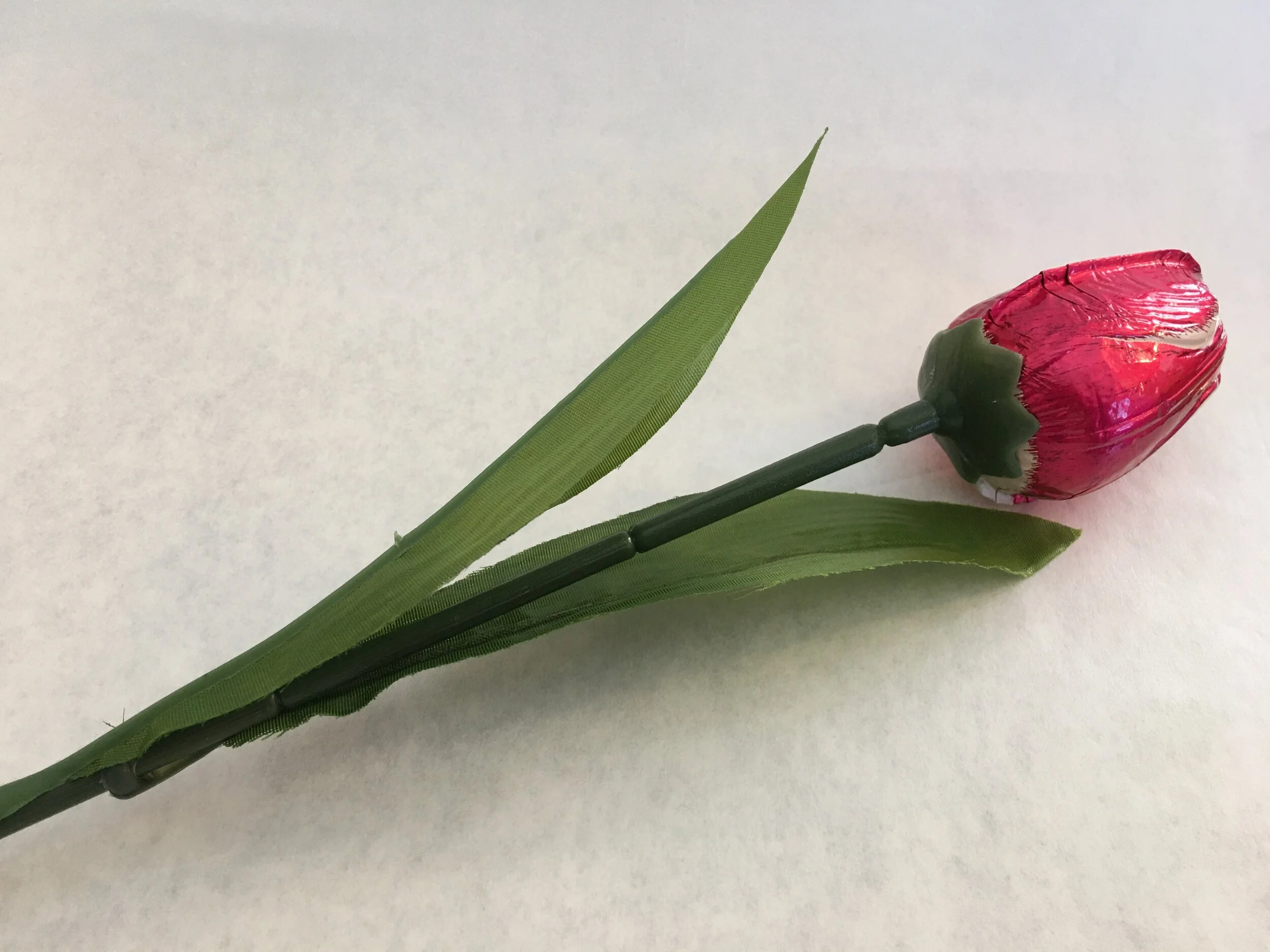 Bright Pink and White Milk Chocolate Tulip