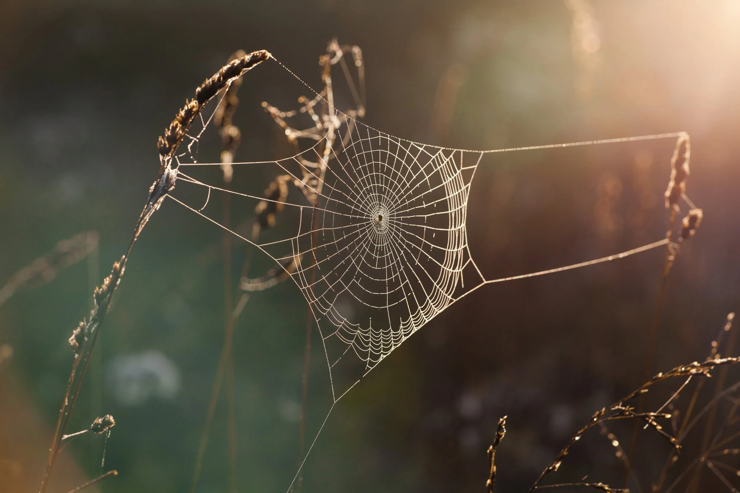 being disabled and having a disabled politic are 2 different things.