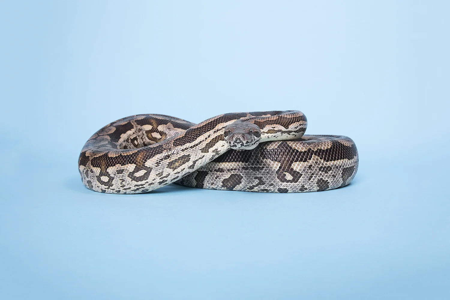 284A1908_cor_ReticulatedPython_Web.jpg