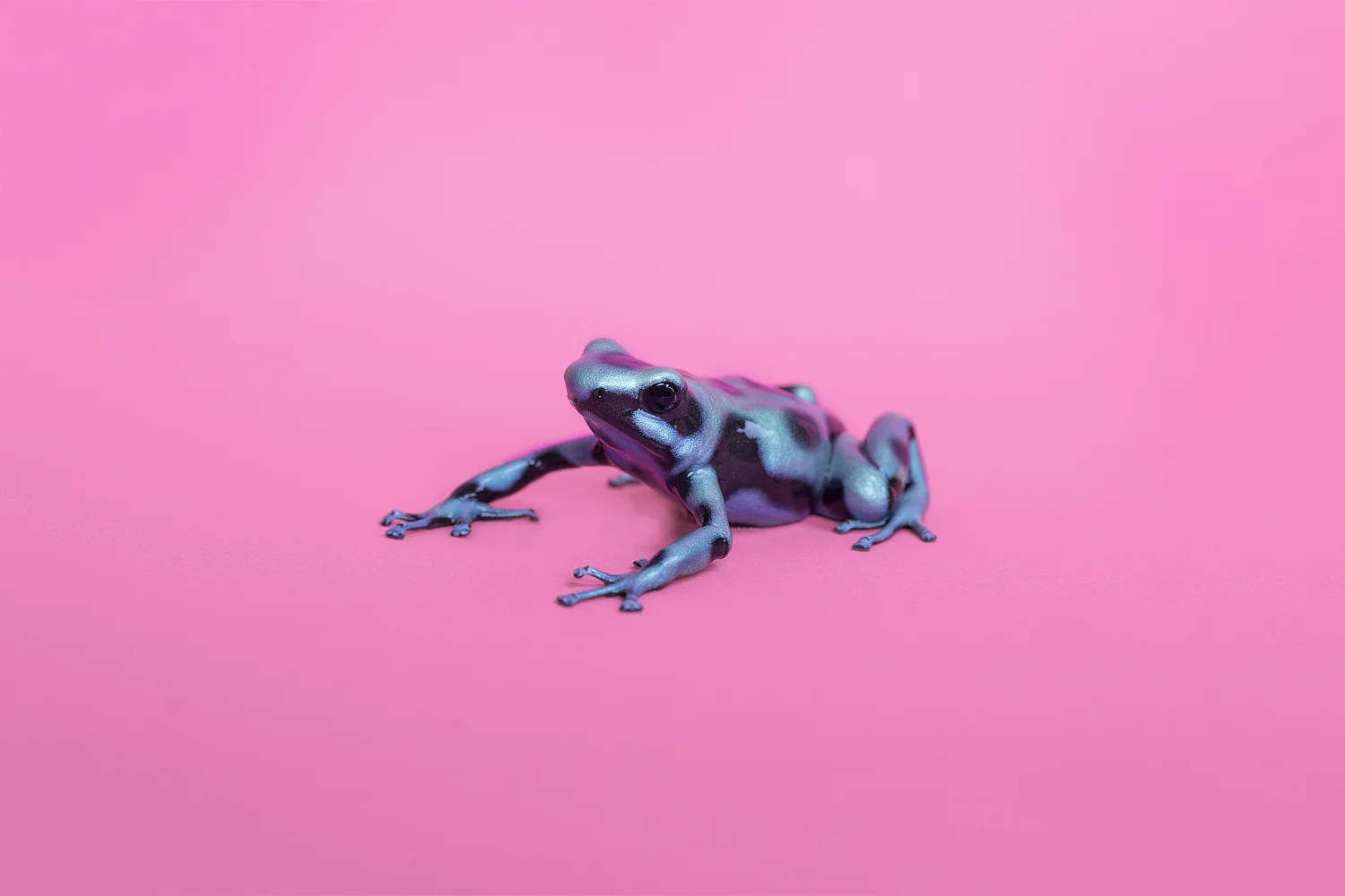 Animalia_Cody_Greco_Toronto_Fine_Art_Commercial_Photography_PoisonDartFrog_Web.jpg