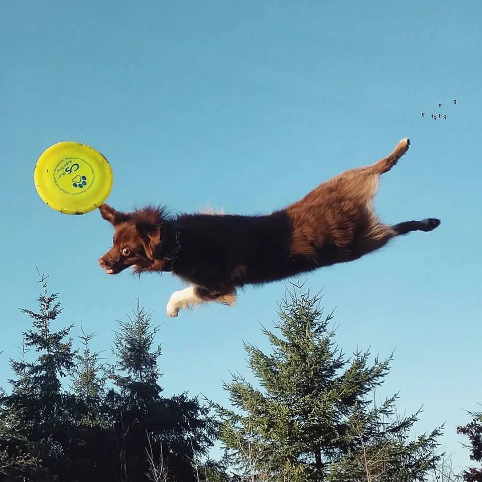 oakley disc.jpg