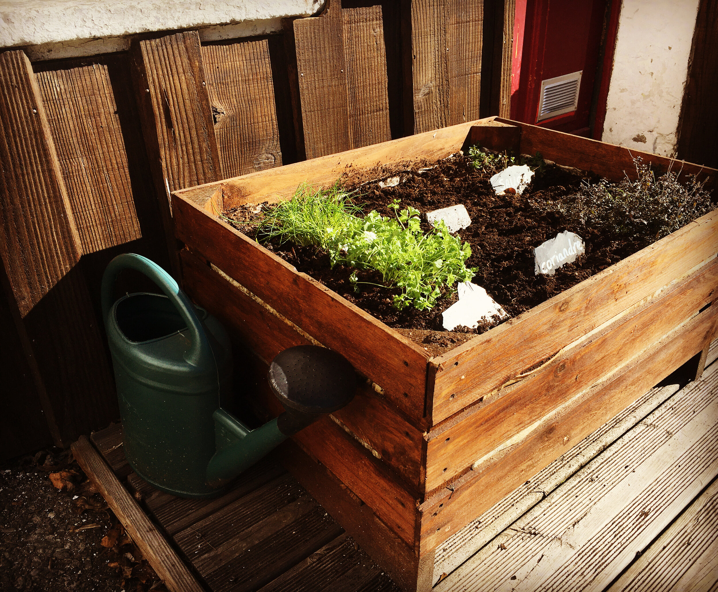 Jardin, herbes.JPG