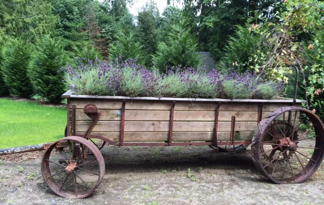 OLD WAGON WITH LAVENDER.JPG