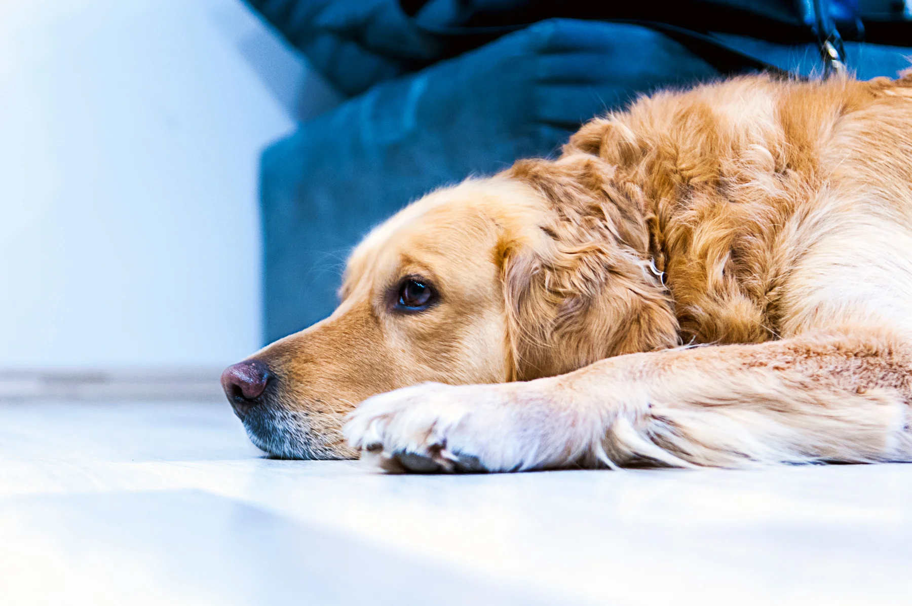 celebration-life-pet-funeral-bc.jpg
