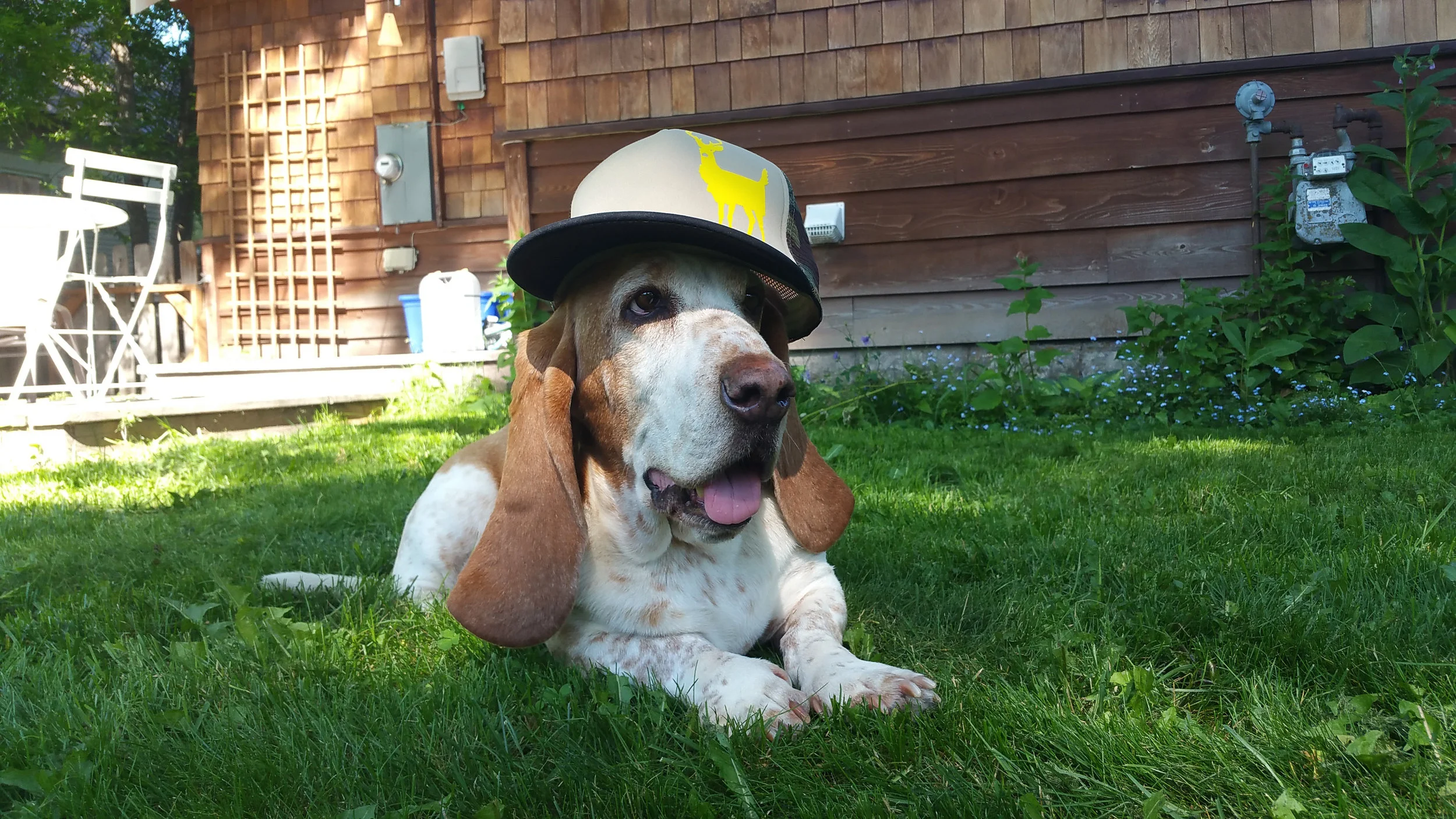 Wilbur, Fly Water Studios' official mascot, and my greatest critic.