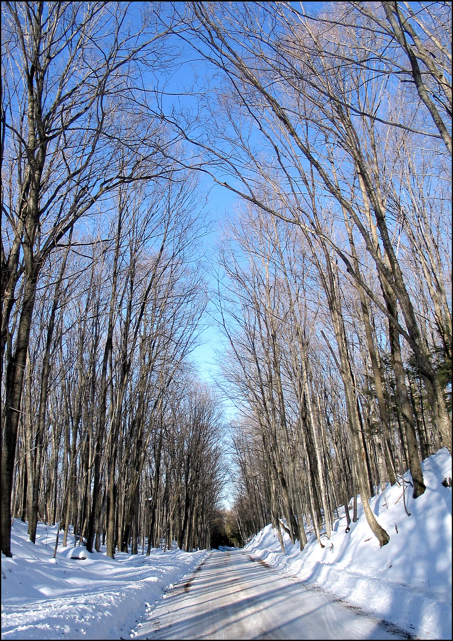 The Old Hastings Road - Winter