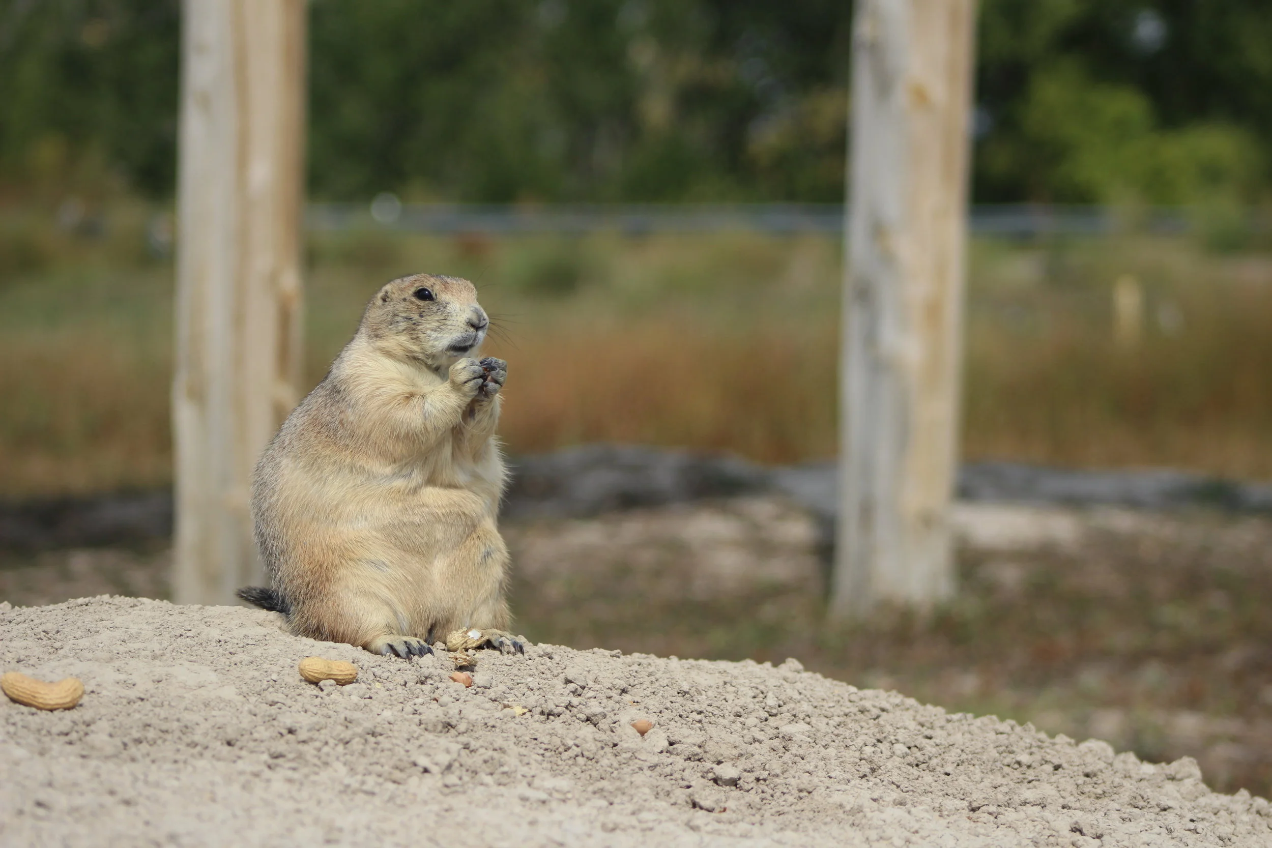 PrairieDog2.JPG