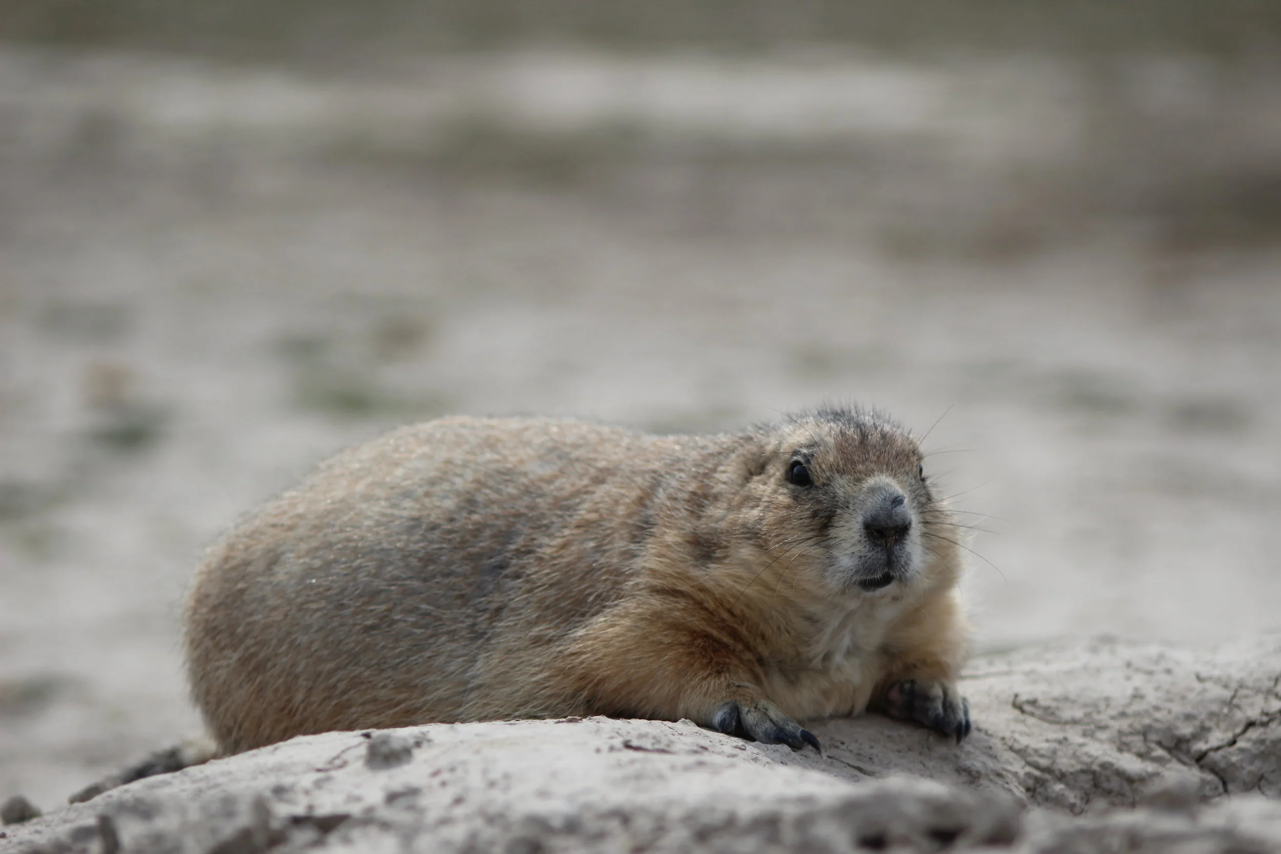 PrairieDog4.JPG