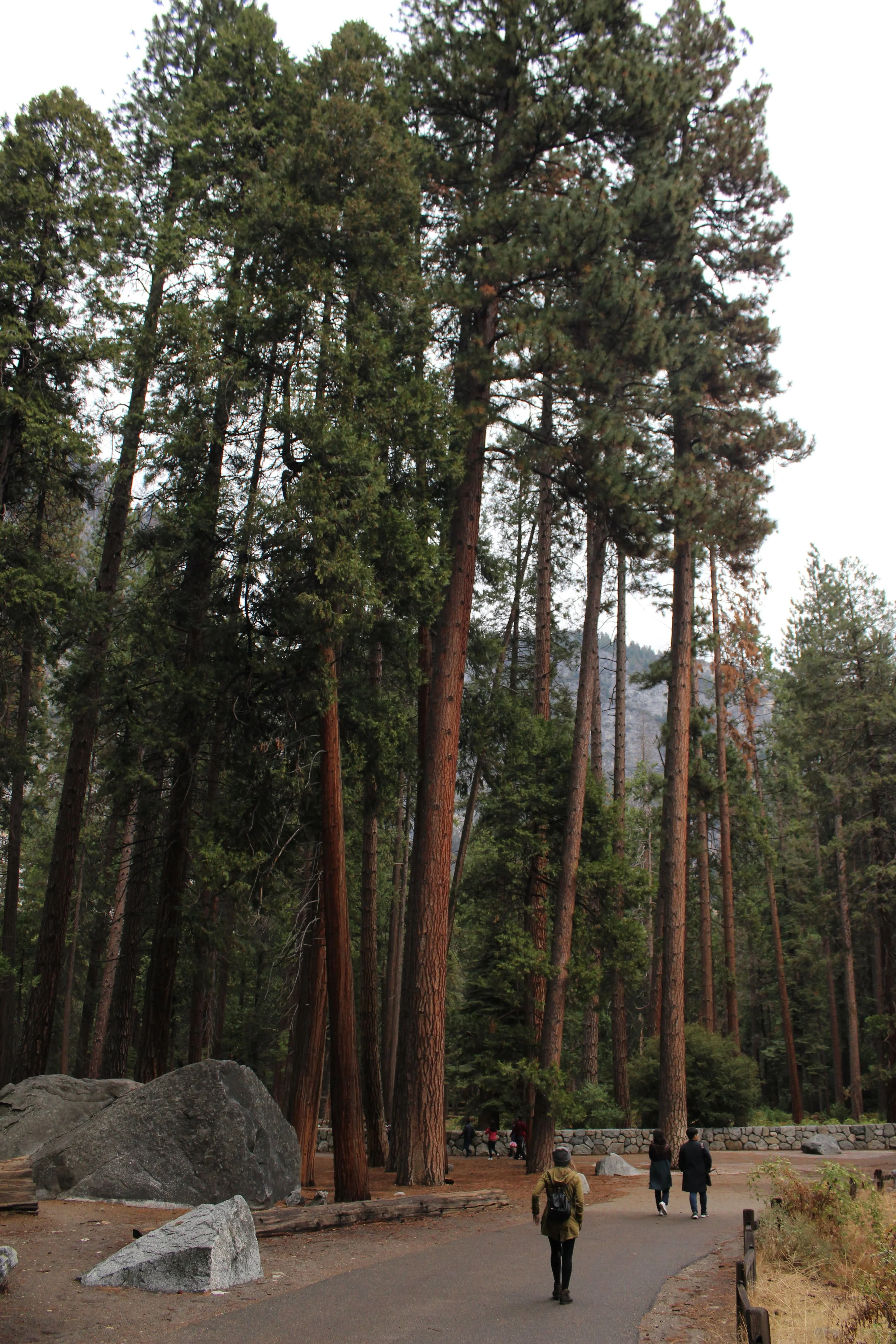 talltrees.JPG