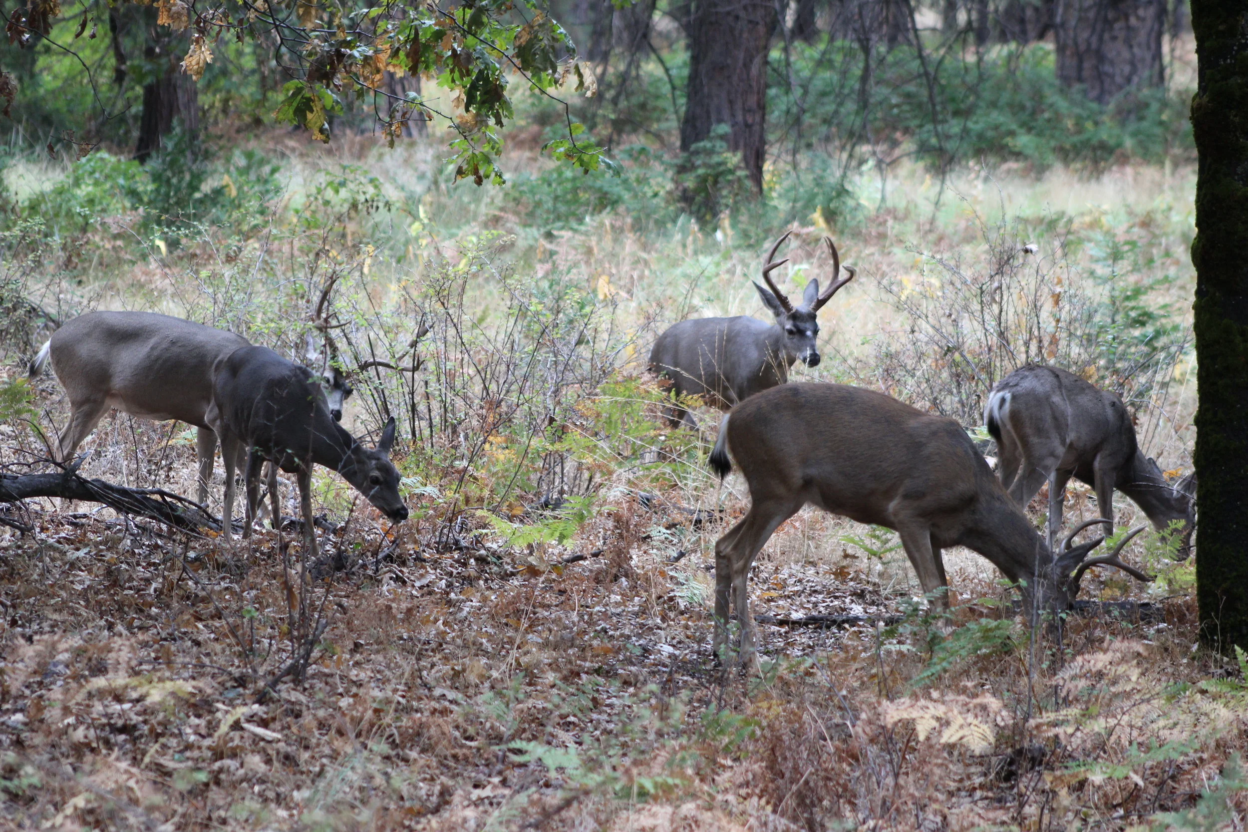 multipledeer.JPG