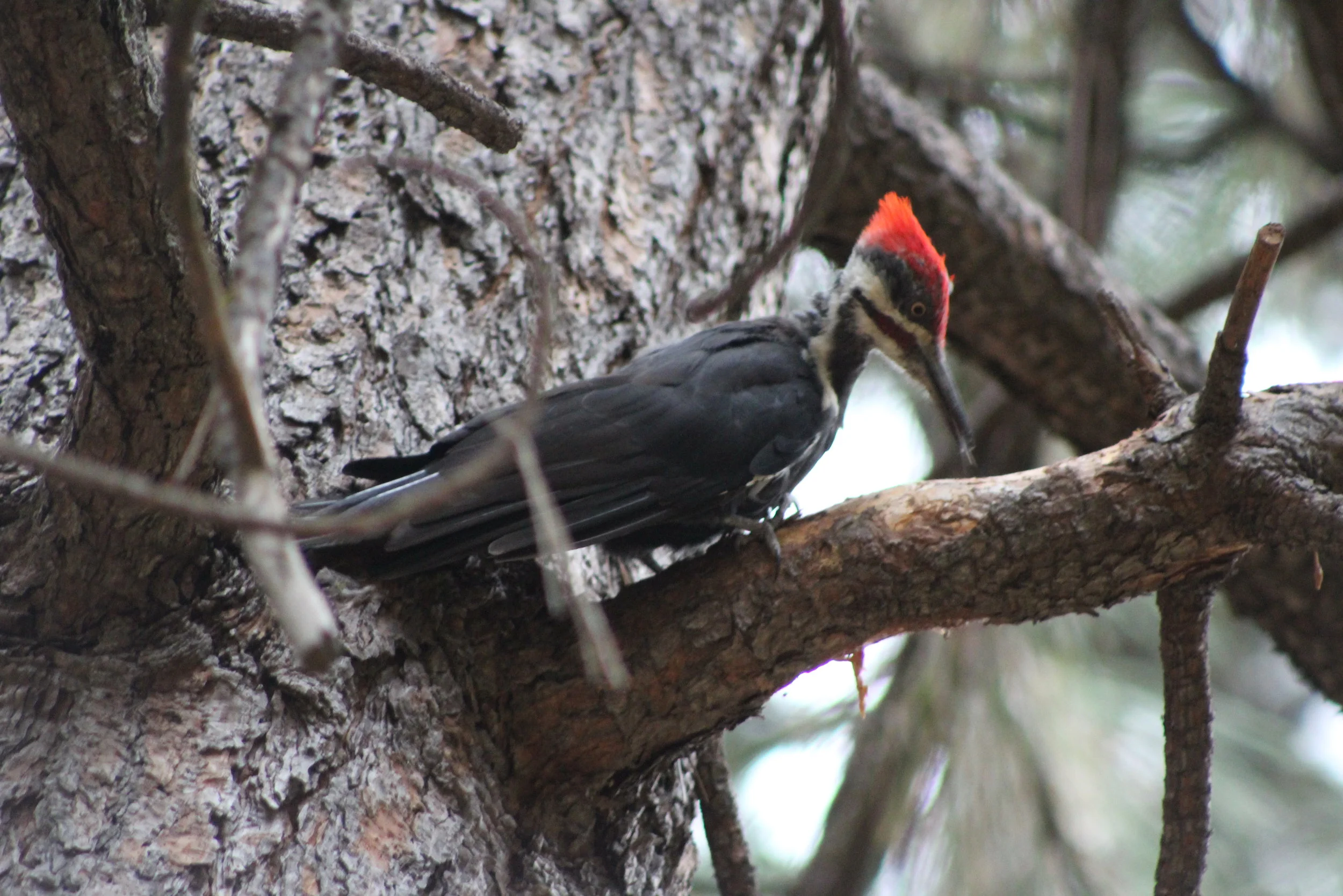woodpecker.JPG