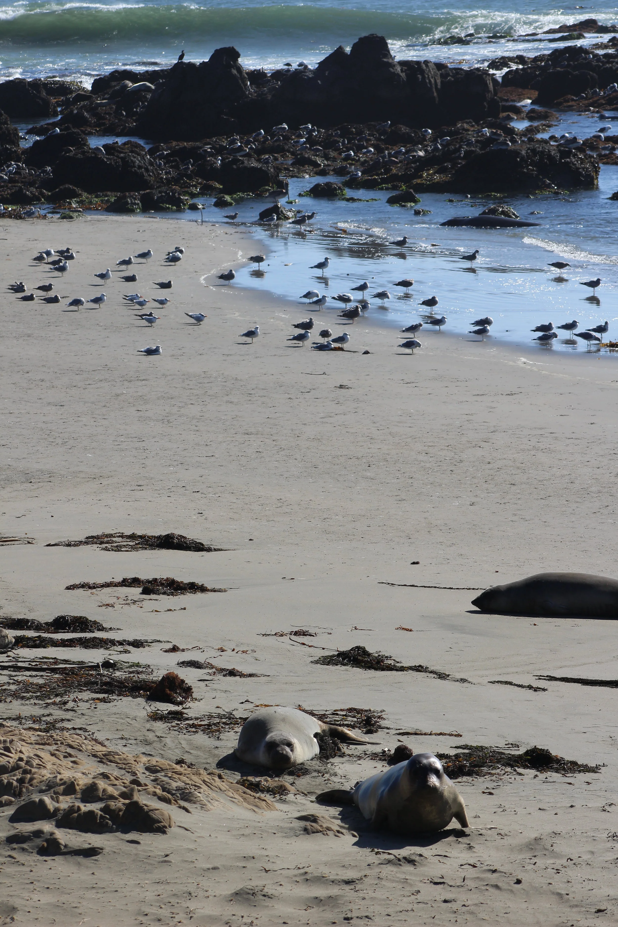 sealbeach.JPG