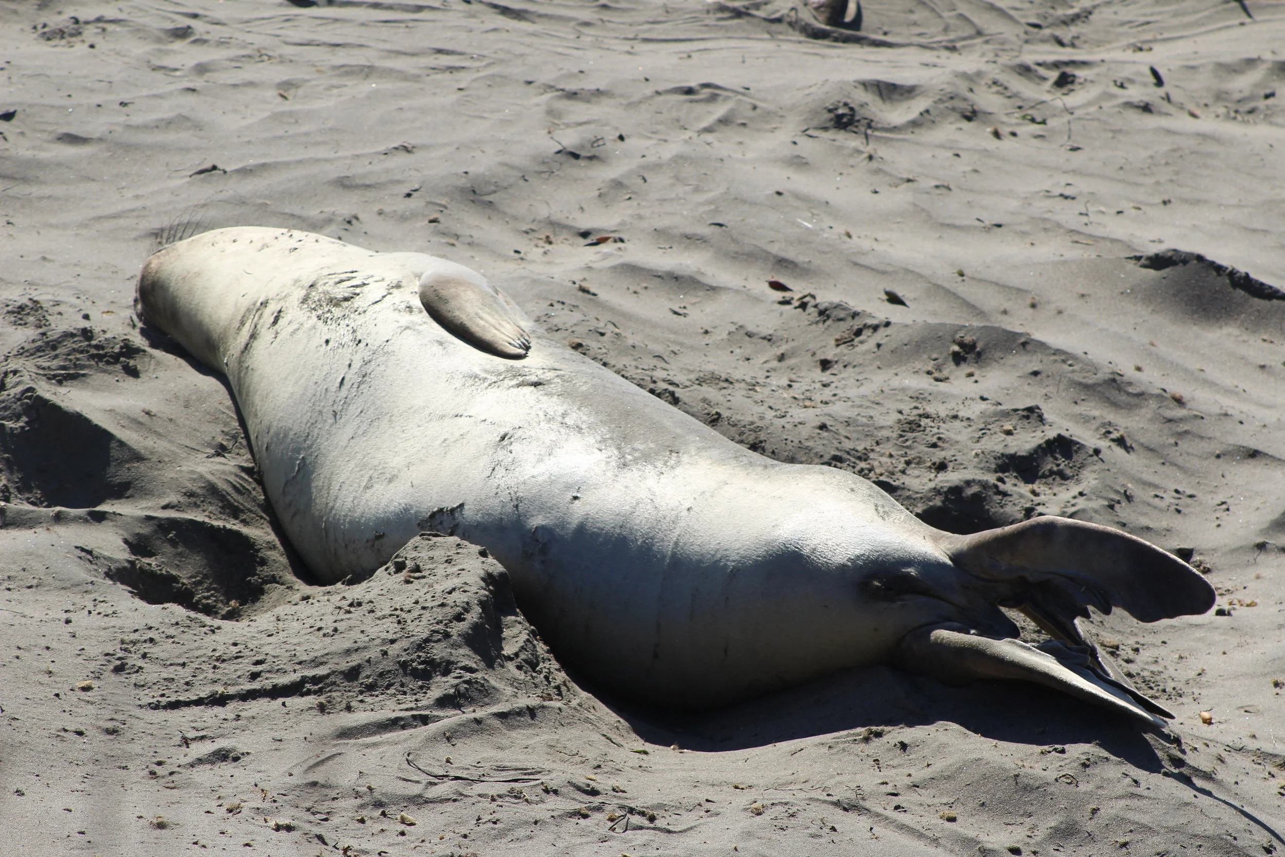 seal.JPG