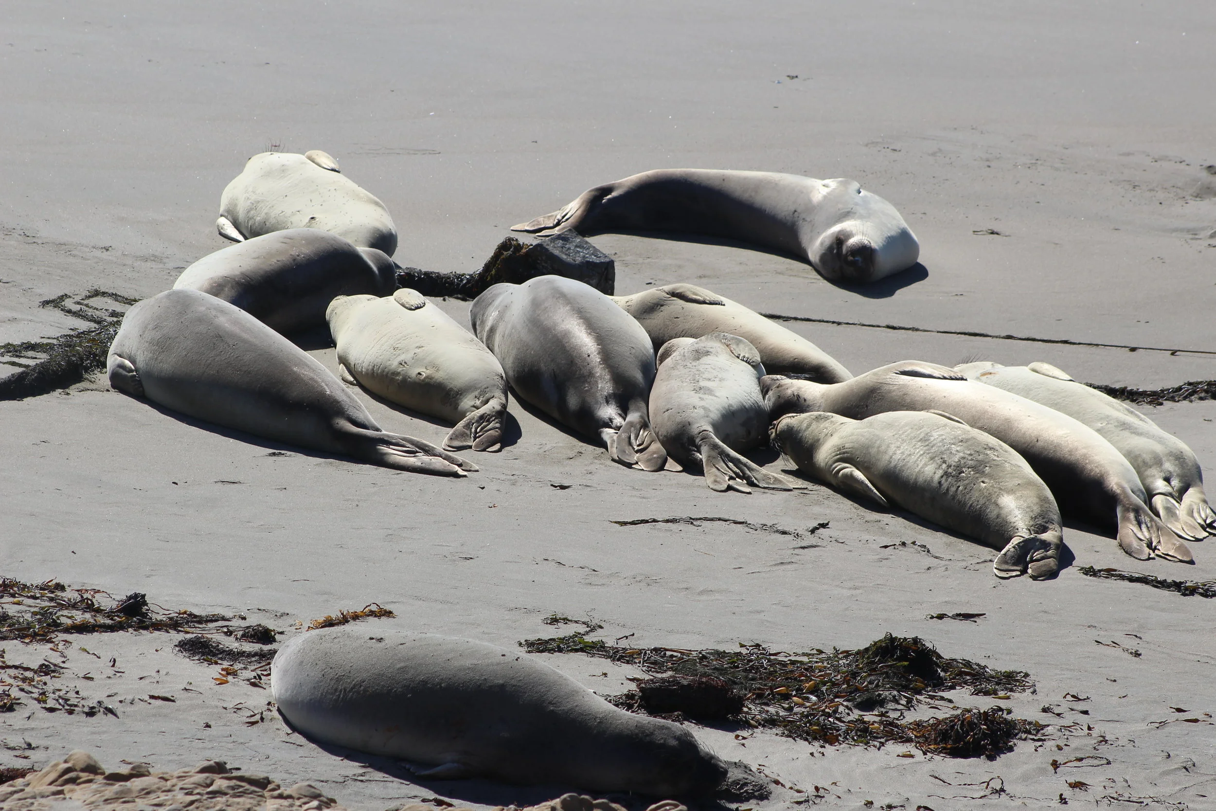 seals.JPG