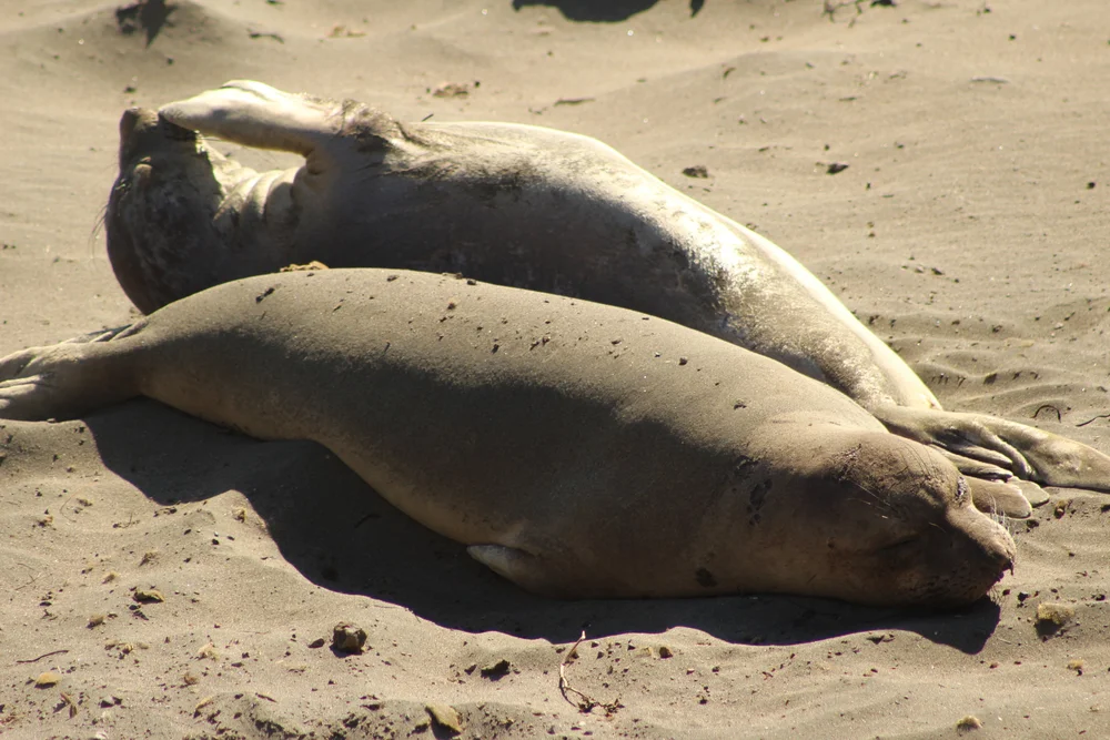 sleepingseals.JPG