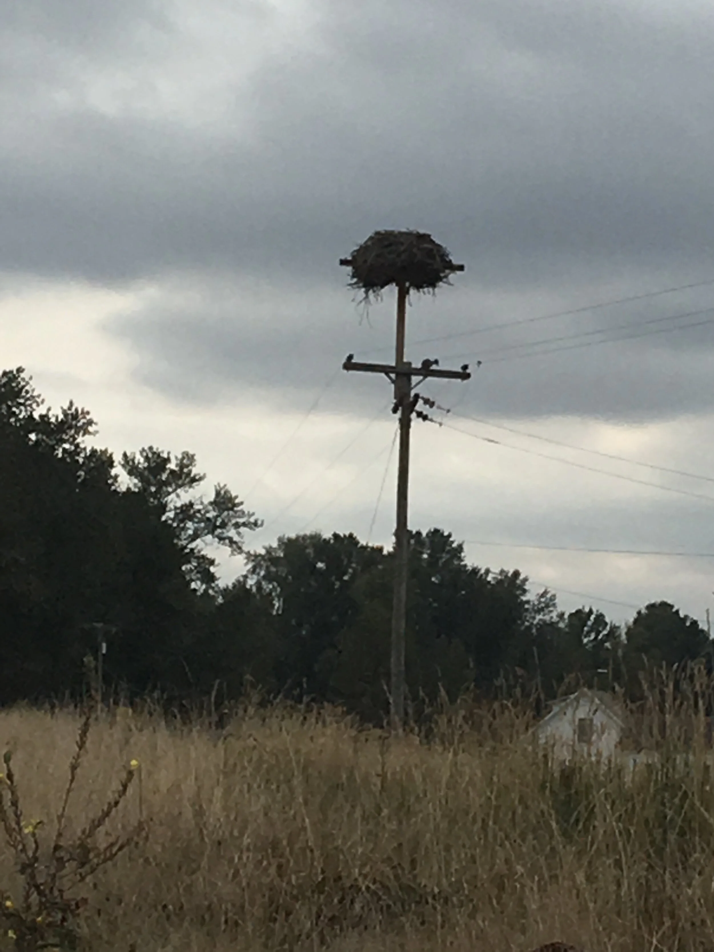 BIRD WATCHING SAUVIE ISLAND — Runaway and Retire