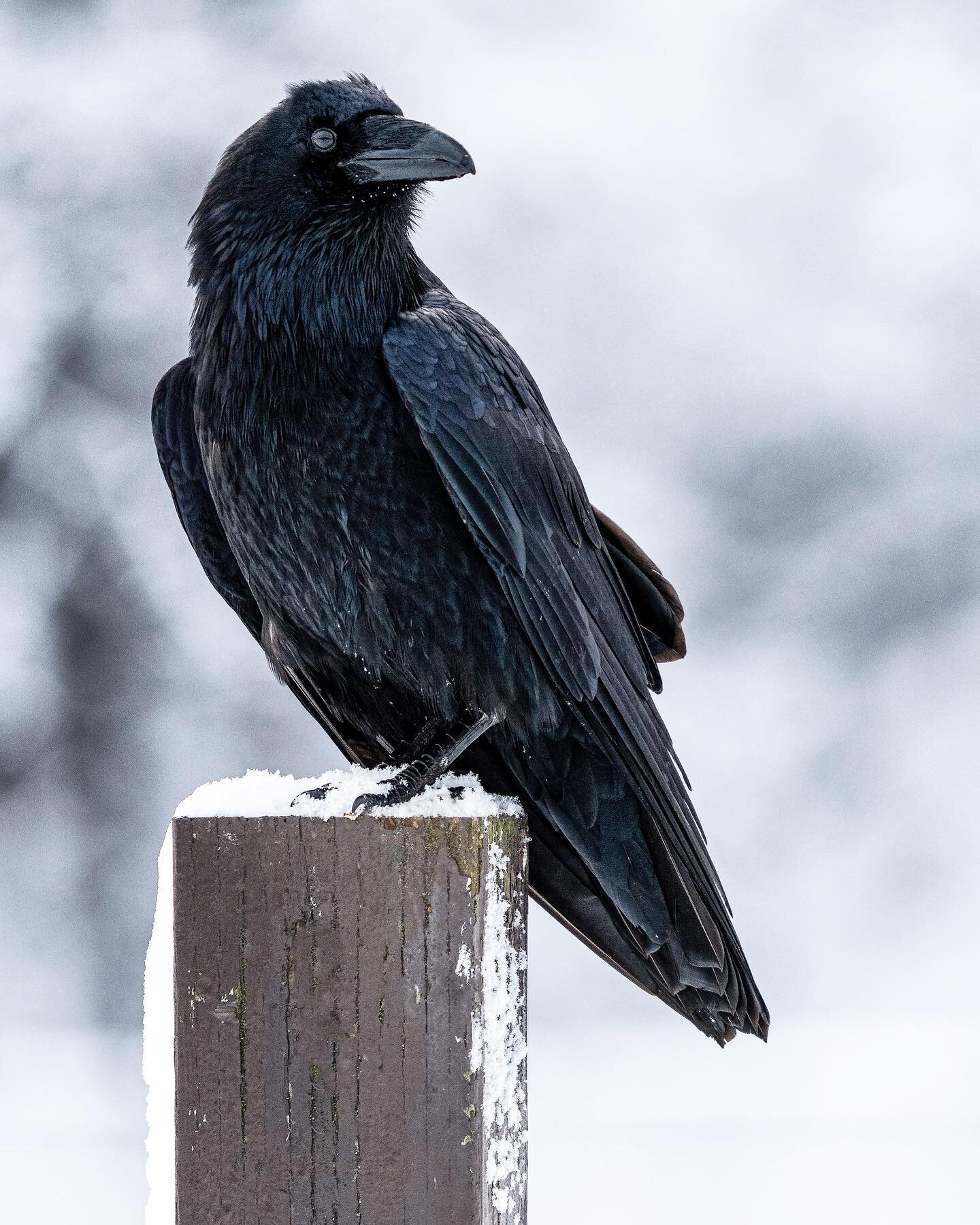Here&rsquo;s a post of a raven on a post. (All the good captions were taken.)