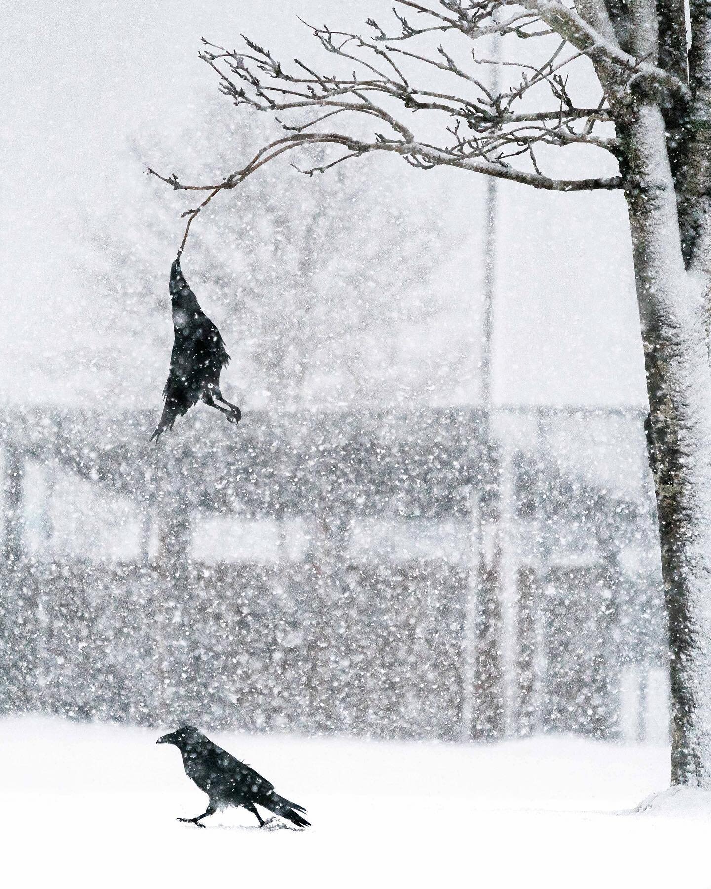 Everybody likes to play in the snow one way or another. Yesterday we watched as these two ravens kept hanging from this thin branch.  Either upside down with leg, or by the tip of their beaks. Only to then let go and plop down into the snow.  Shake i