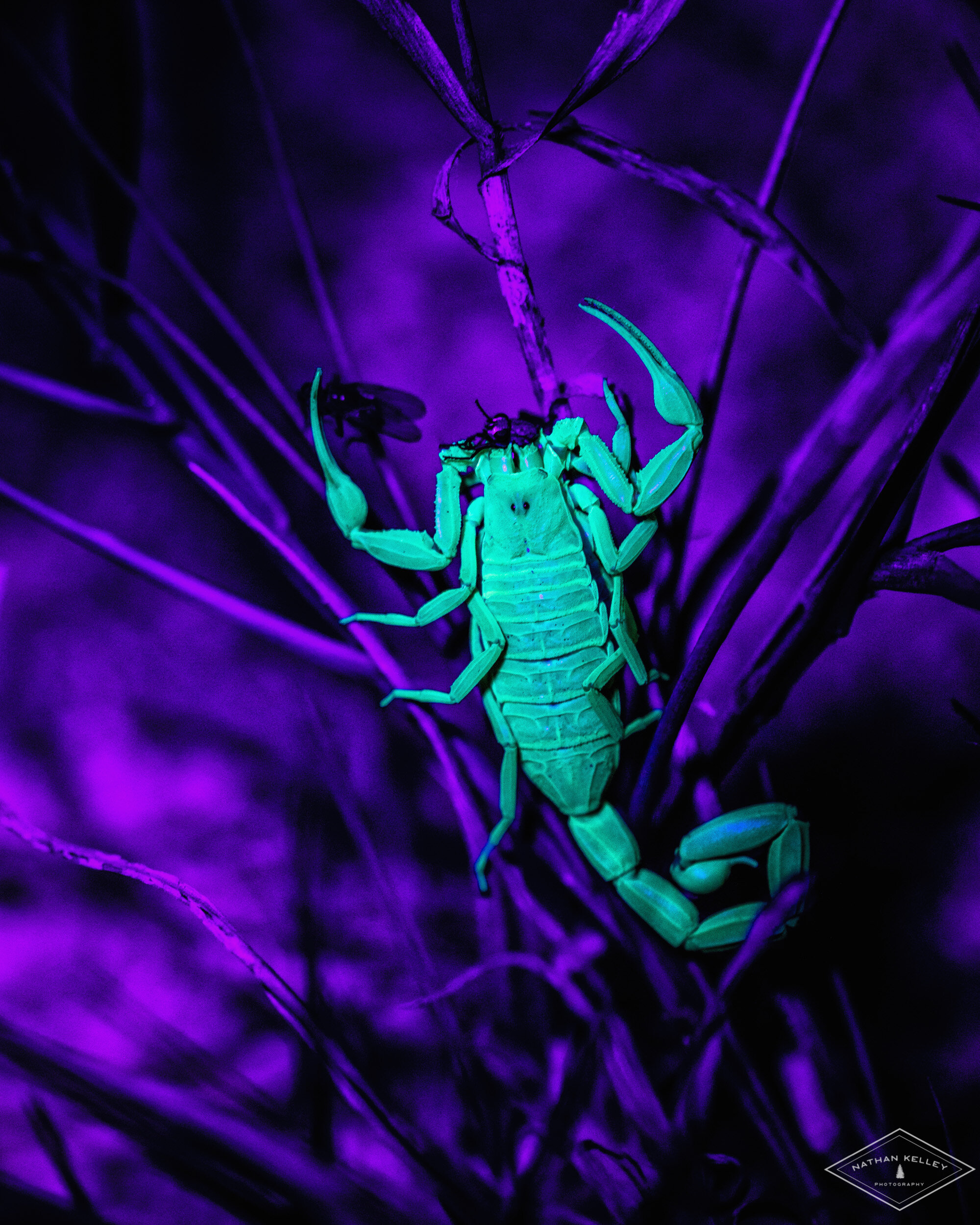 DSC02820-Edit.jpg