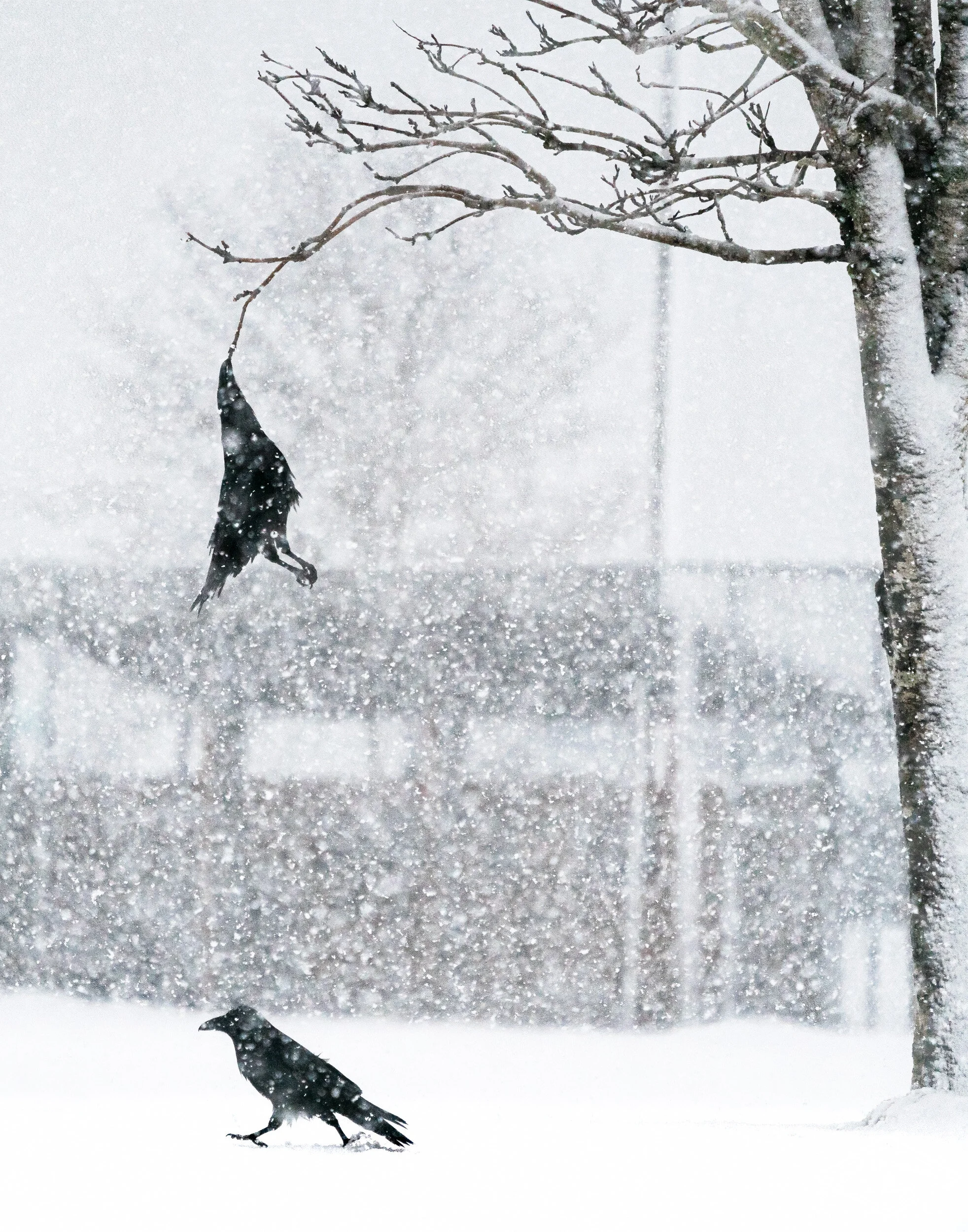 Raven Hang