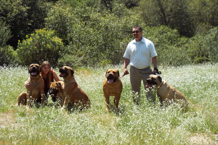 fuller boerboel