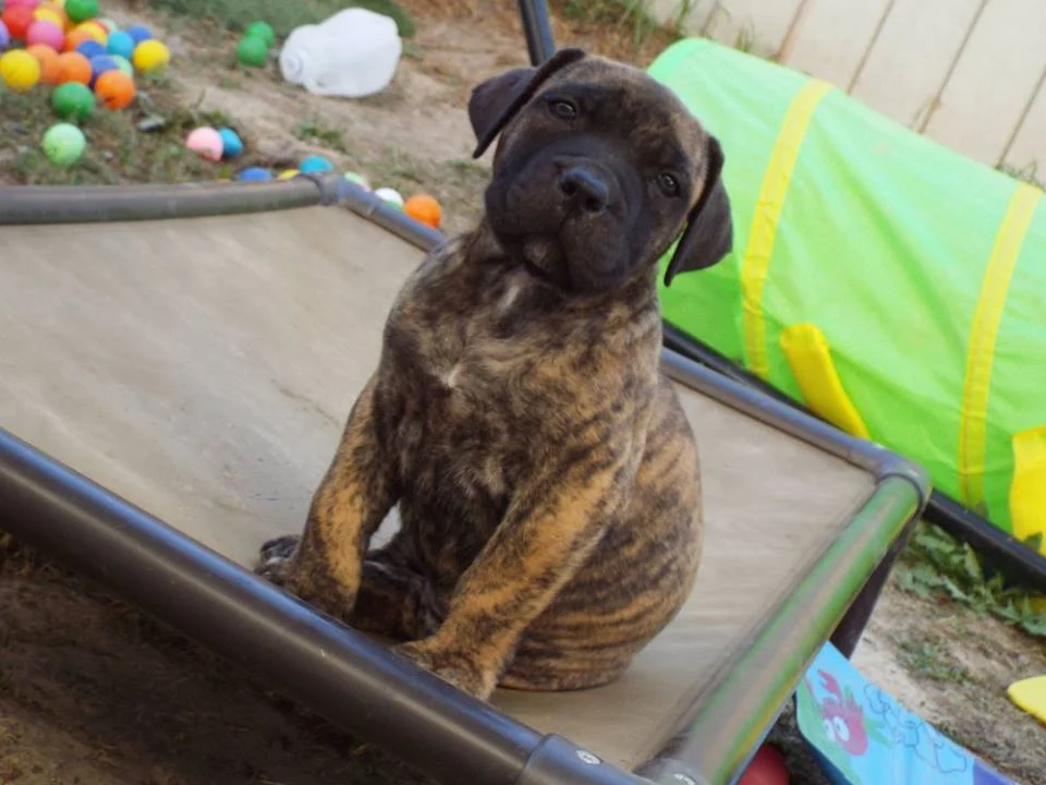 Brindle love