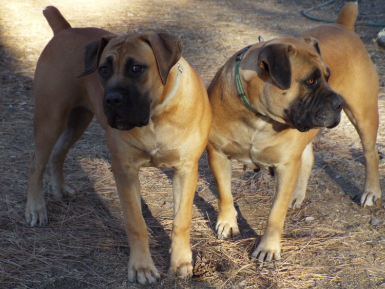 fuller boerboel