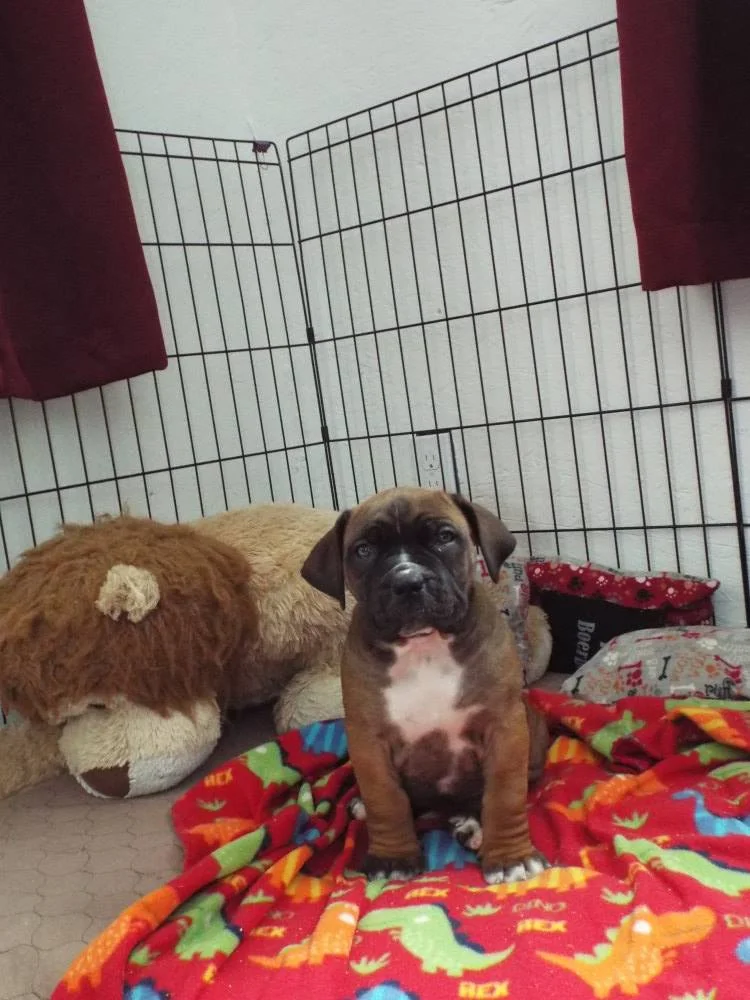 Imperial 6 weeks.jpg