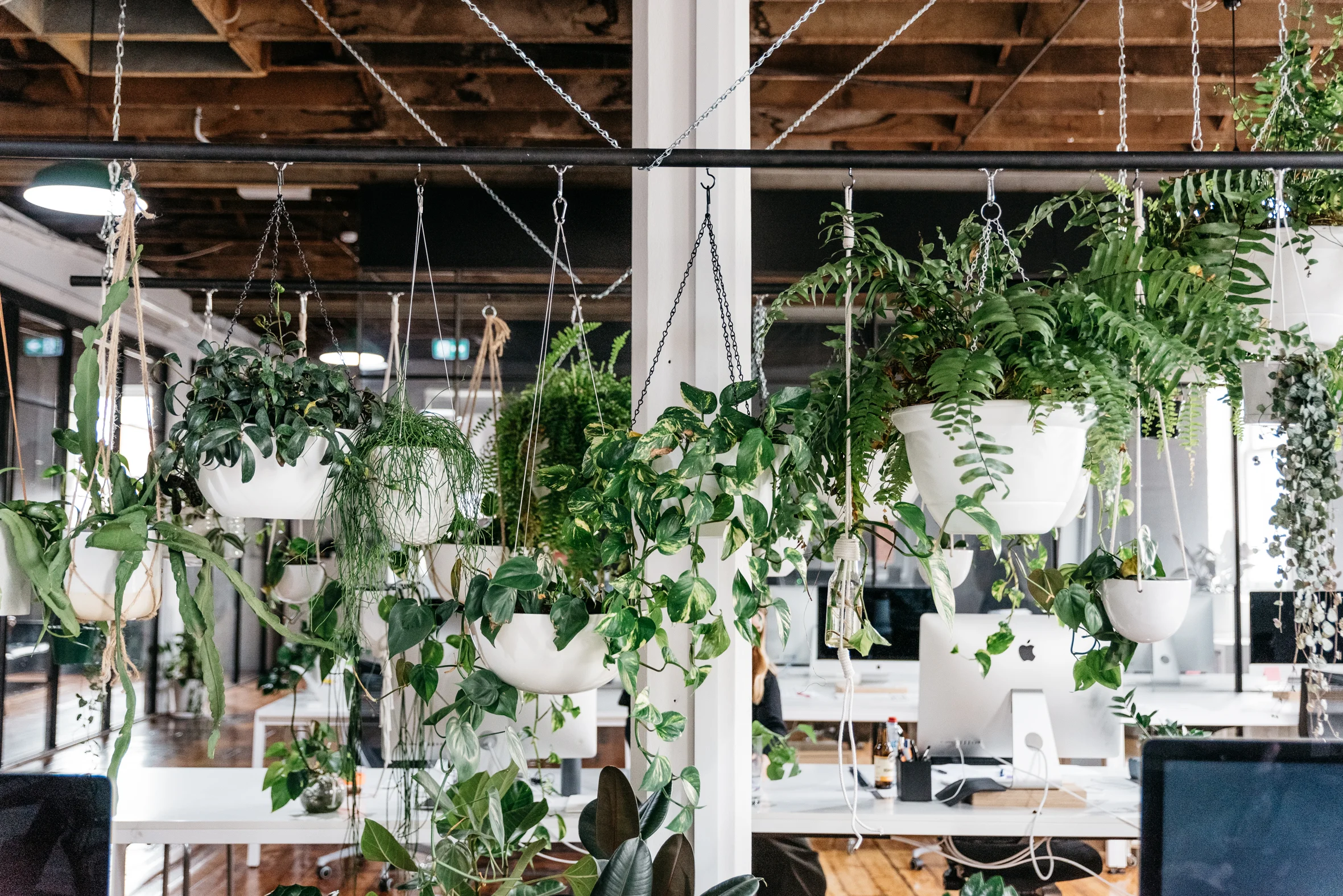 PlantMama-18 (1).jpg