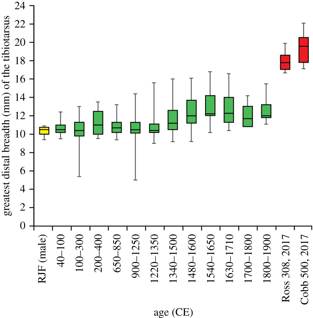 Figure 3.   Box and whisker plot of domestic chicken bone size through time. Measurements are of the width of the tibia (greatest distal breadth, Bd, in mm),  N  = 522. Archaeological data derived from sites throughout London from 1220 CE to 1900 CE [  29  ] augmented with new measurements from the Roman and early medieval periods, compared to measurements of a cross-bred red jungle fowl (RJF) [  30  ] and six-week old modern broilers from South Africa (Cobb 500 breed, sex unknown) [  31  ] and England (Ross 308 breed, males). A statistical analysis of the dataset is given in electronic supplementary material, table S1.