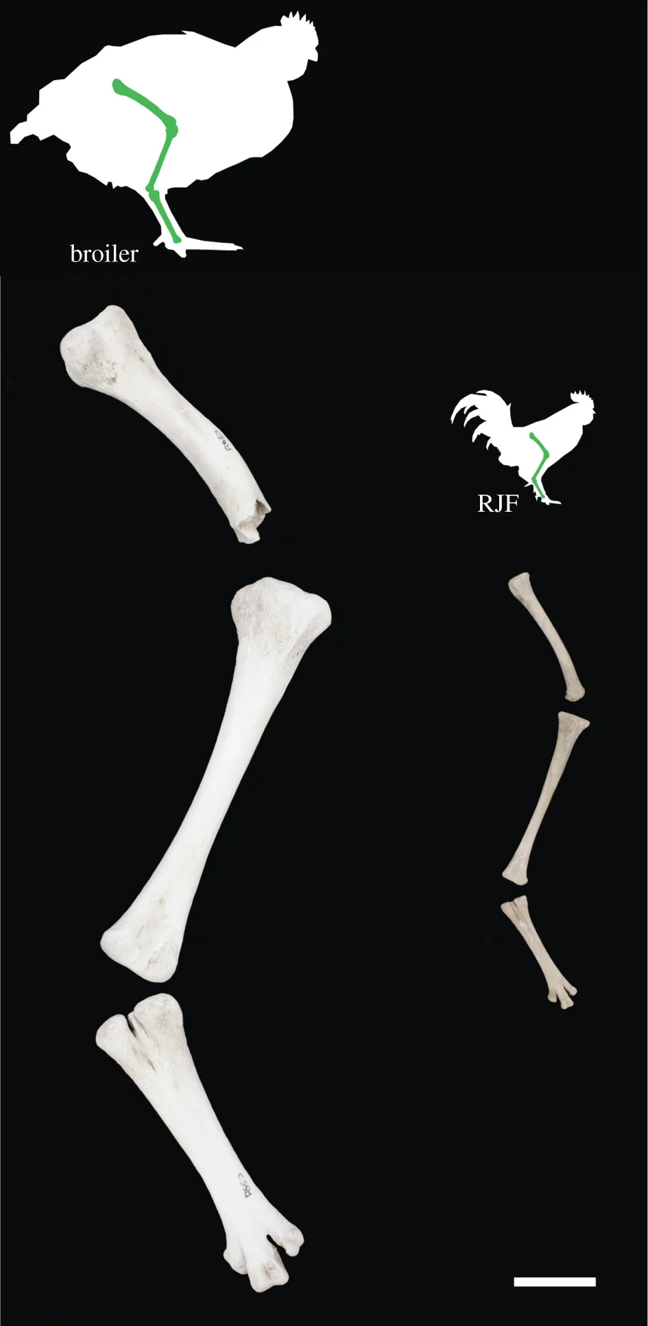 Figure 4.   Limb bones (femur, tibiotarsus, tarsometatarsus) of a modern broiler and a red jungle fowl. A juvenile broiler and red jungle fowl silhouette with limb bones are shown at proportionate size to each other for comparison. Broiler limb bones (left): male, five weeks of age and a Cobb, specimen R650, from the School of Archaeology and Ancient History, University of Leicester. Cross-bred red jungle fowl limb bones (right): male, six weeks of age and of modern breeding stock from an ancestral line, specimen NHMUK S/2009.1.11, from the Ashdown Collection, Natural History Museum, Tring. At slaughter age the over-sized but immature skeleton of the broiler is characteristically poorly ossified and relatively featureless. Image copyright of the Trustees of the Natural History Museum, London. Scale bar 20 mm.  Source