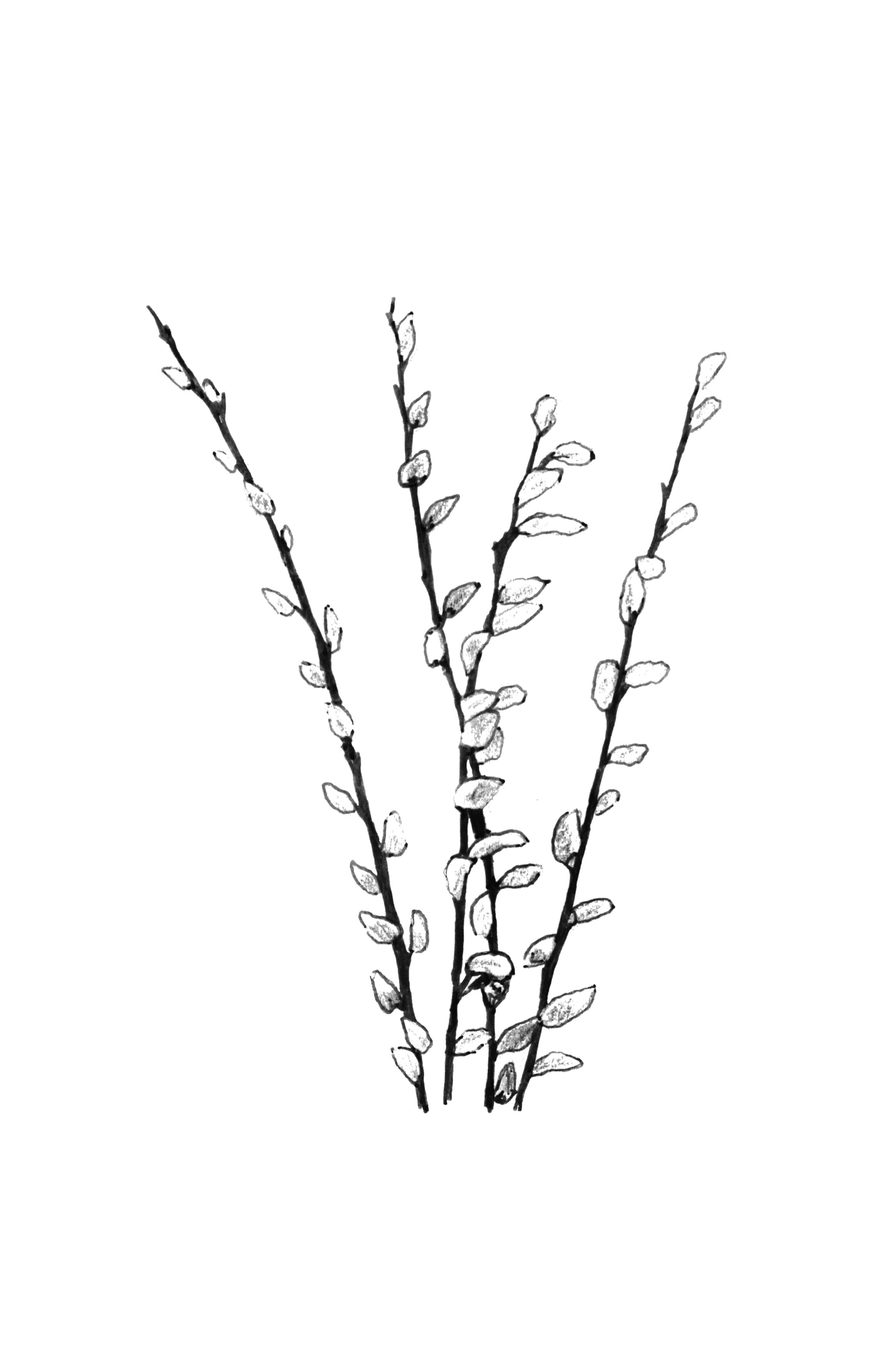 pussywillow