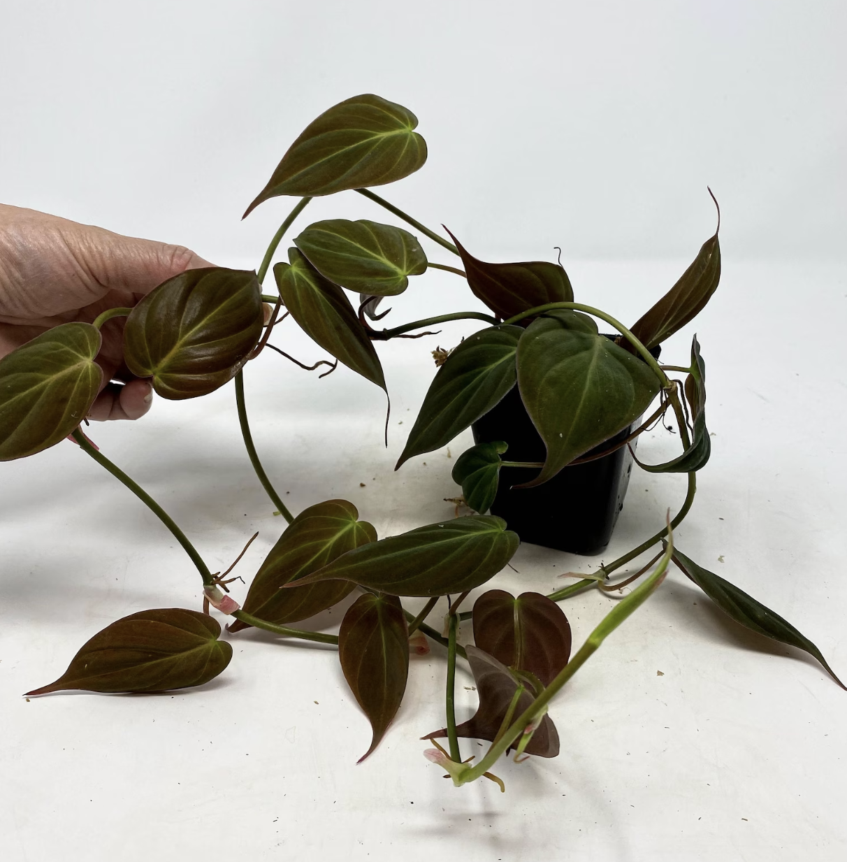 Philodendron Micans (Velvet leaf)