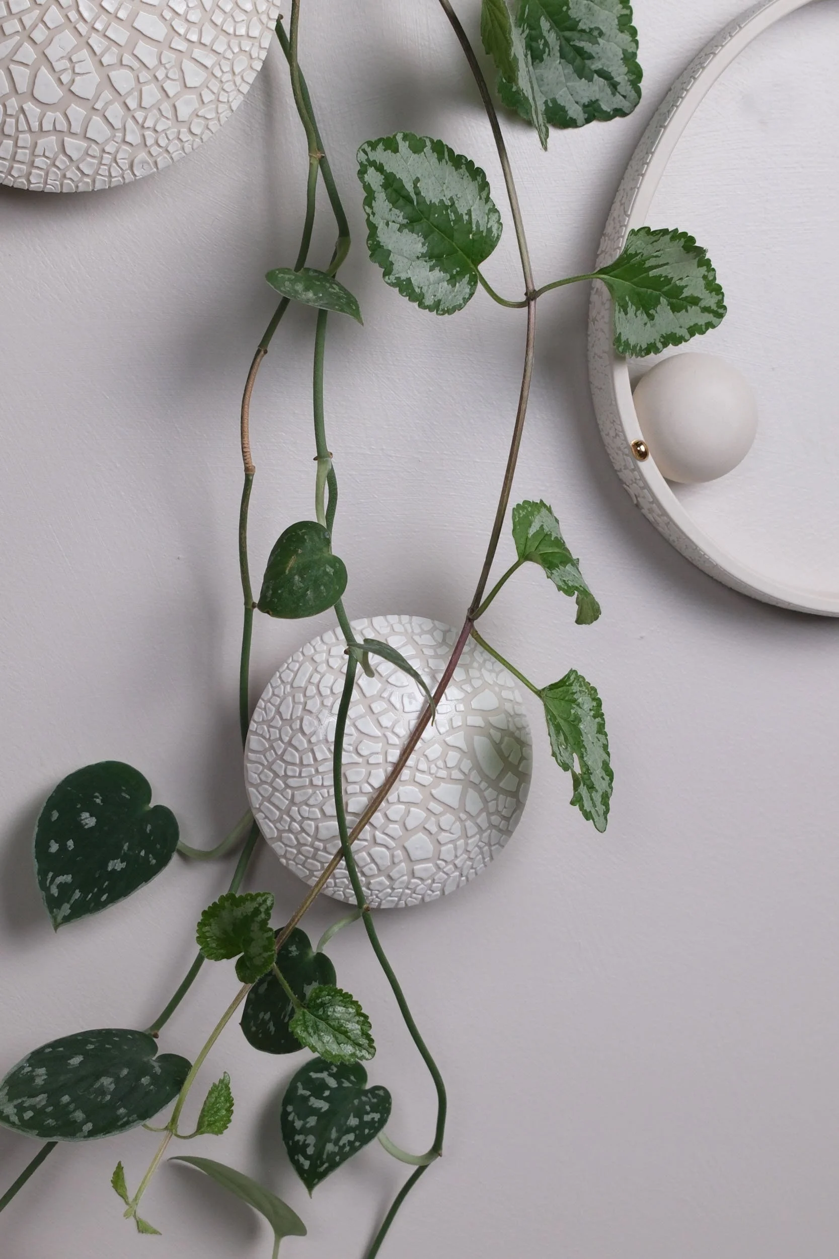 Large Seed, Small Seed, Small Oyster