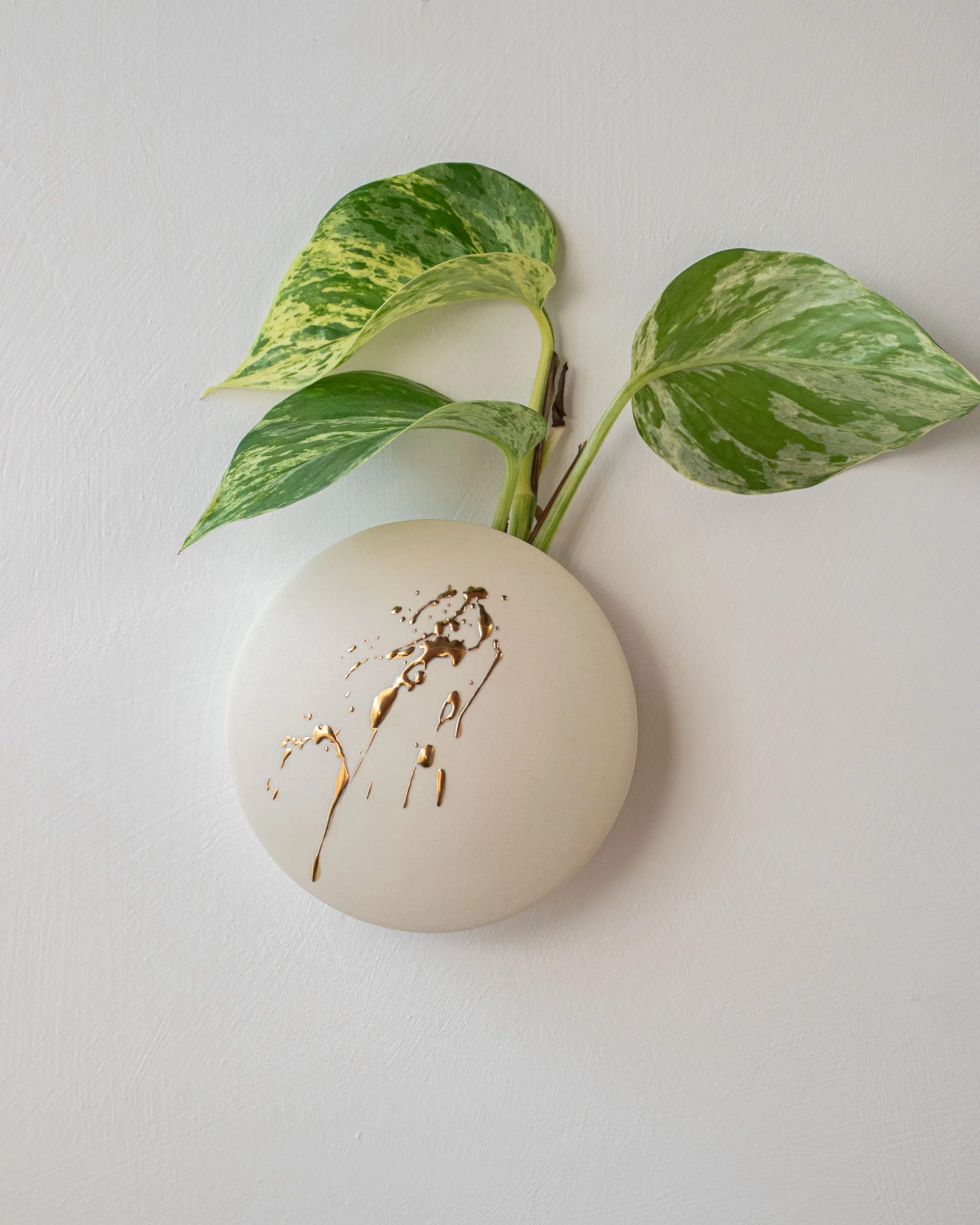 Seed · gold splash · white
