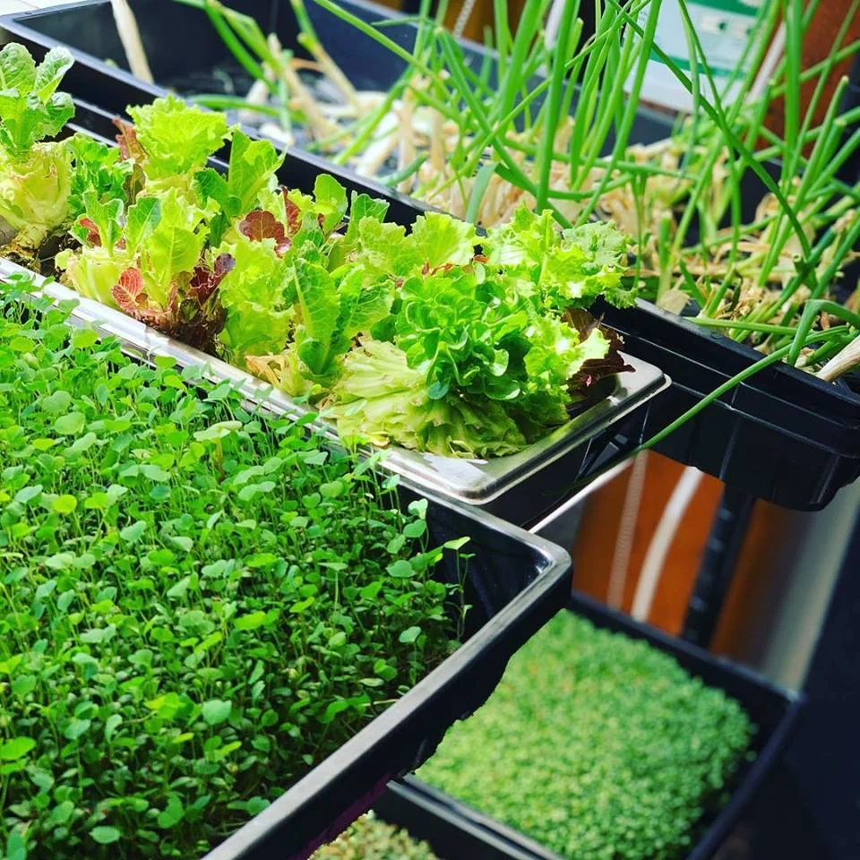 Some of the greens we’ve grown right in our own kitchen!