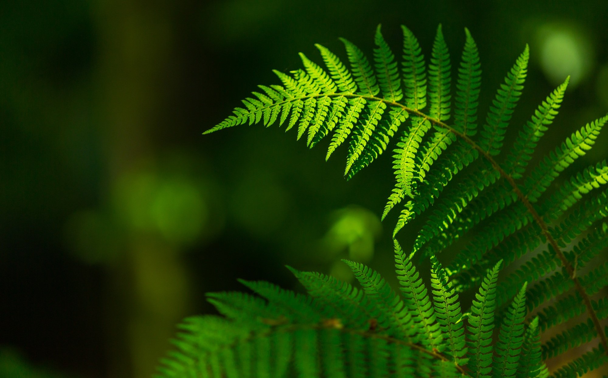 Fern_Leaves_Plant_Nature_Background_iStock-645337482.jpg