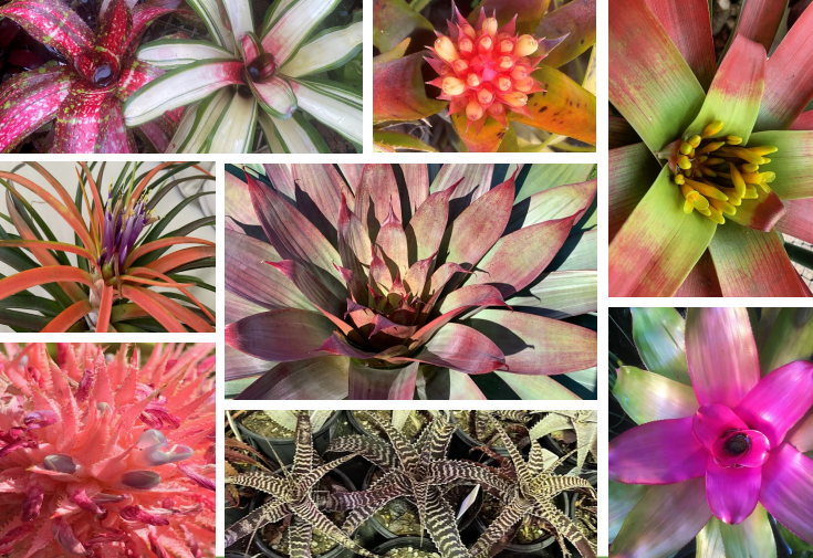 Bromeliad Pop Up Sale &amp; Display at Winston Hills Mall